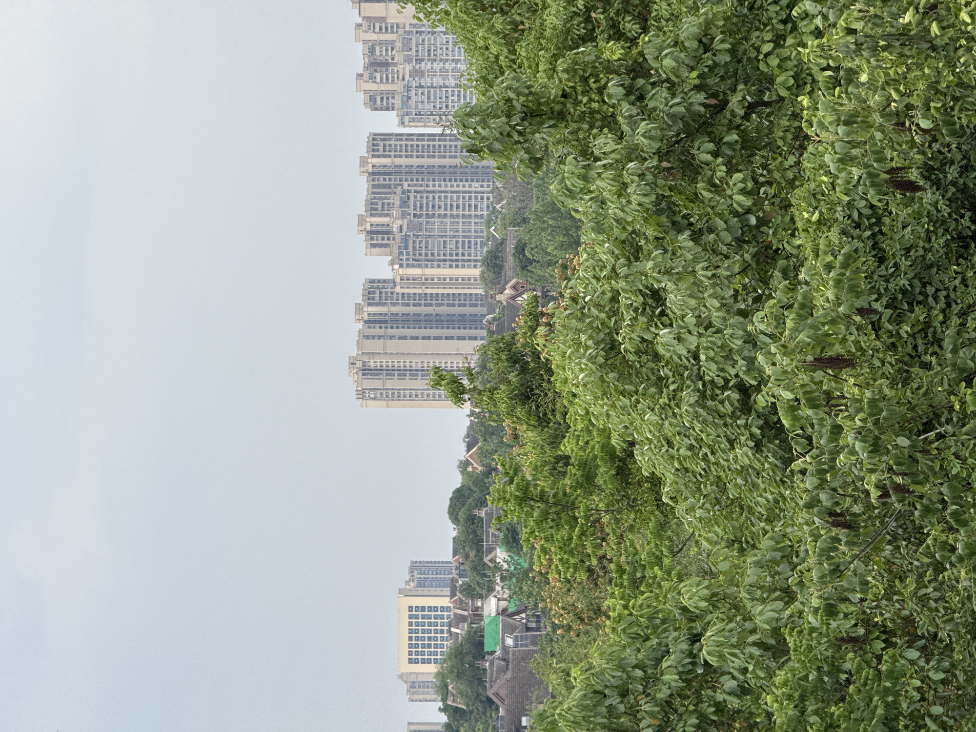 The image shows a landscape with a focus on dense green foliage, likely trees, filling the right side of the frame. Behind the foliage, a cluster of tall, modern apartment buildings rise into the sky, suggesting an urban or suburban environment. Lower buildings and roofs are visible amidst the trees, further indicating a mixed urban and natural space. The sky is overcast, with a hazy, muted tone. The location is Chenghua District, China, as the apartment buildings are typically found in that region of China. There are no people visible in the image.