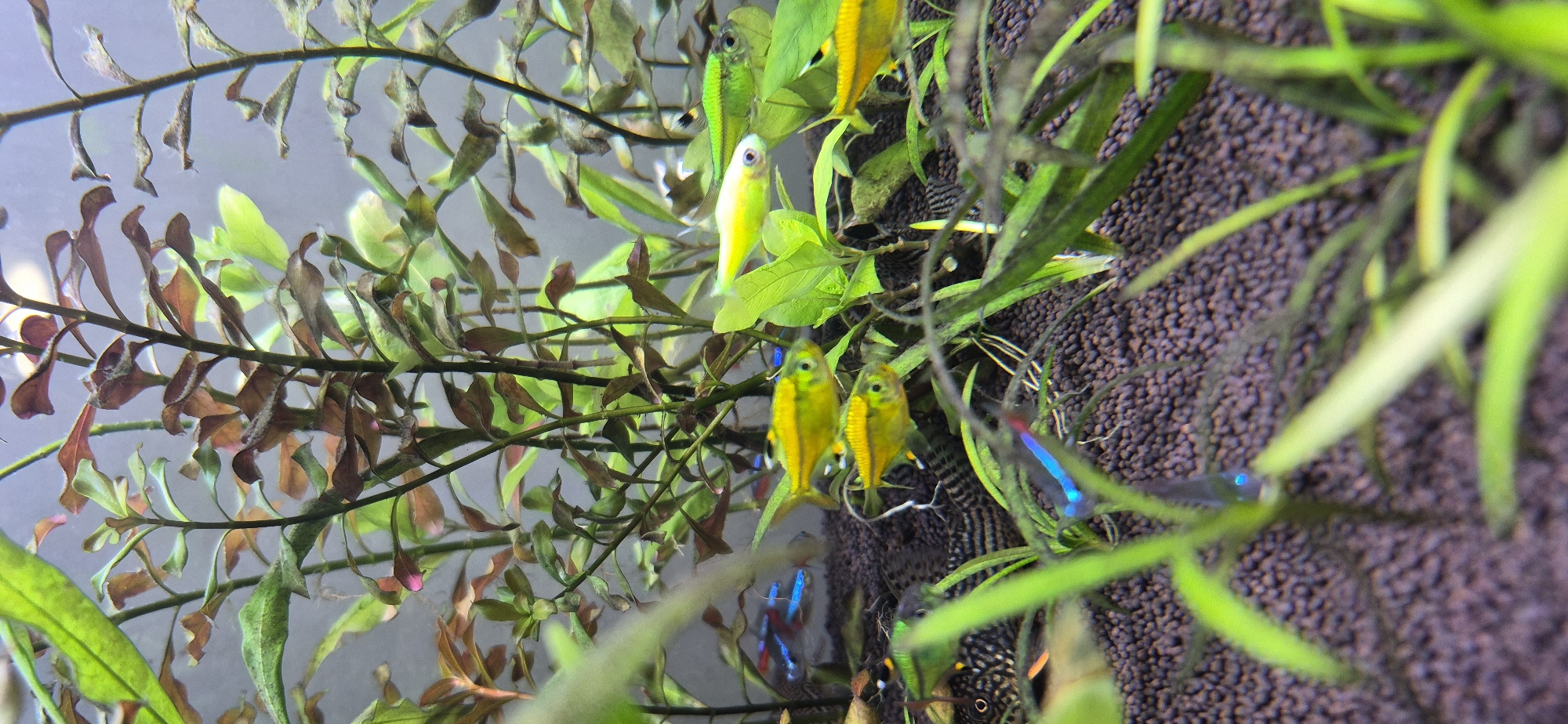 This is a close-up, vertical, eye-level, full shot of an aquarium with numerous small, brightly colored fish swimming among lush green and reddish-brown aquatic plants. The substrate appears to be dark, granular material. The lighting is bright and naturalistic, highlighting the vibrant colors of the fish and plants. The background is a blurred, light gray, suggesting the aquarium is situated against a plain wall. There are no people or urban elements visible, making it impossible to determine a location in Ussurijsk, Russia. The scene is entirely focused on the underwater environment.