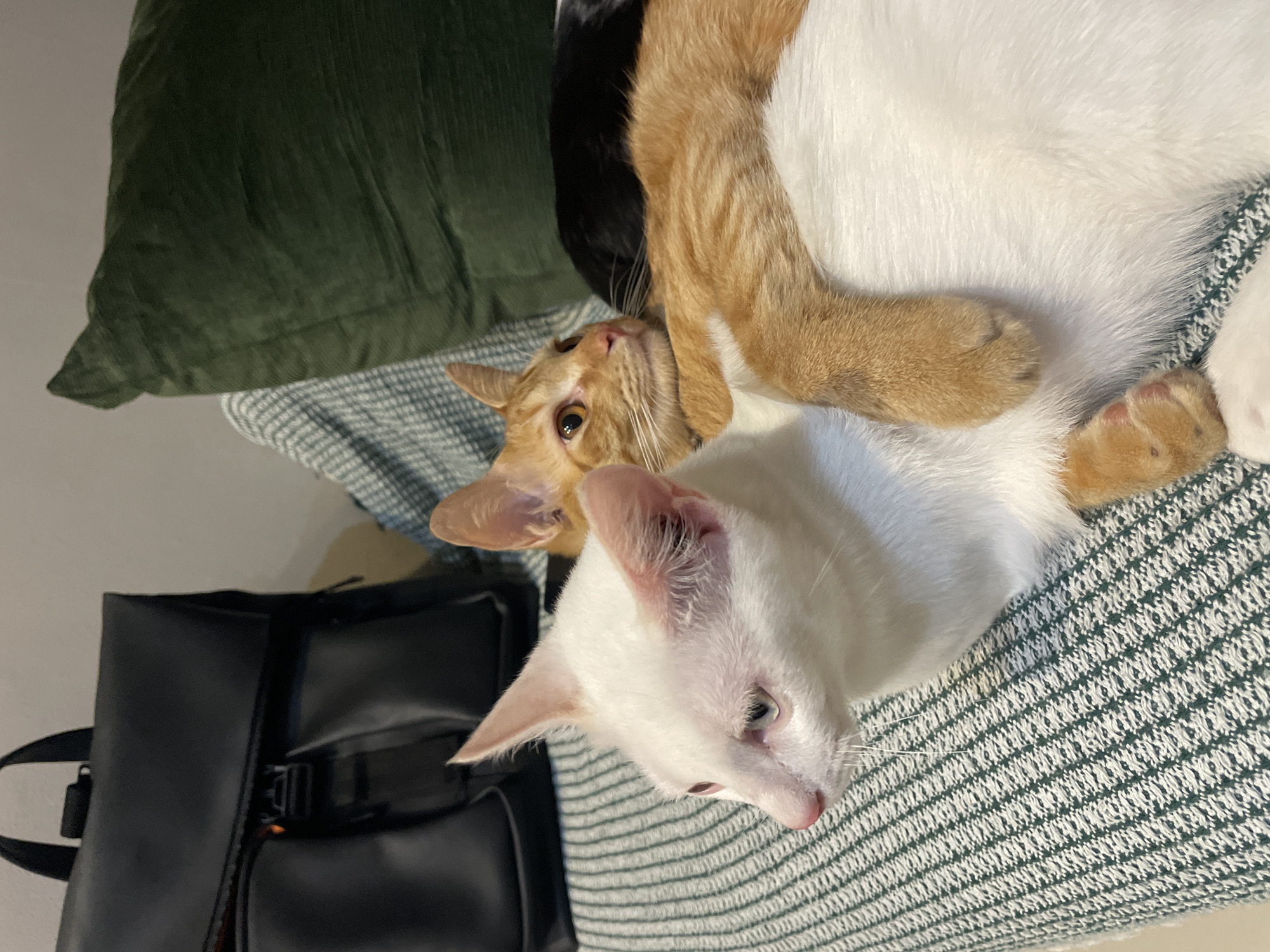 Two cats are lying on a patterned blanket, one white and one ginger. The ginger cat is facing upwards. A black bag is next to the blanket and there is a green pillow in the background. The location is unknown and there is no information to suggest it is Denpasar, Indonesia.