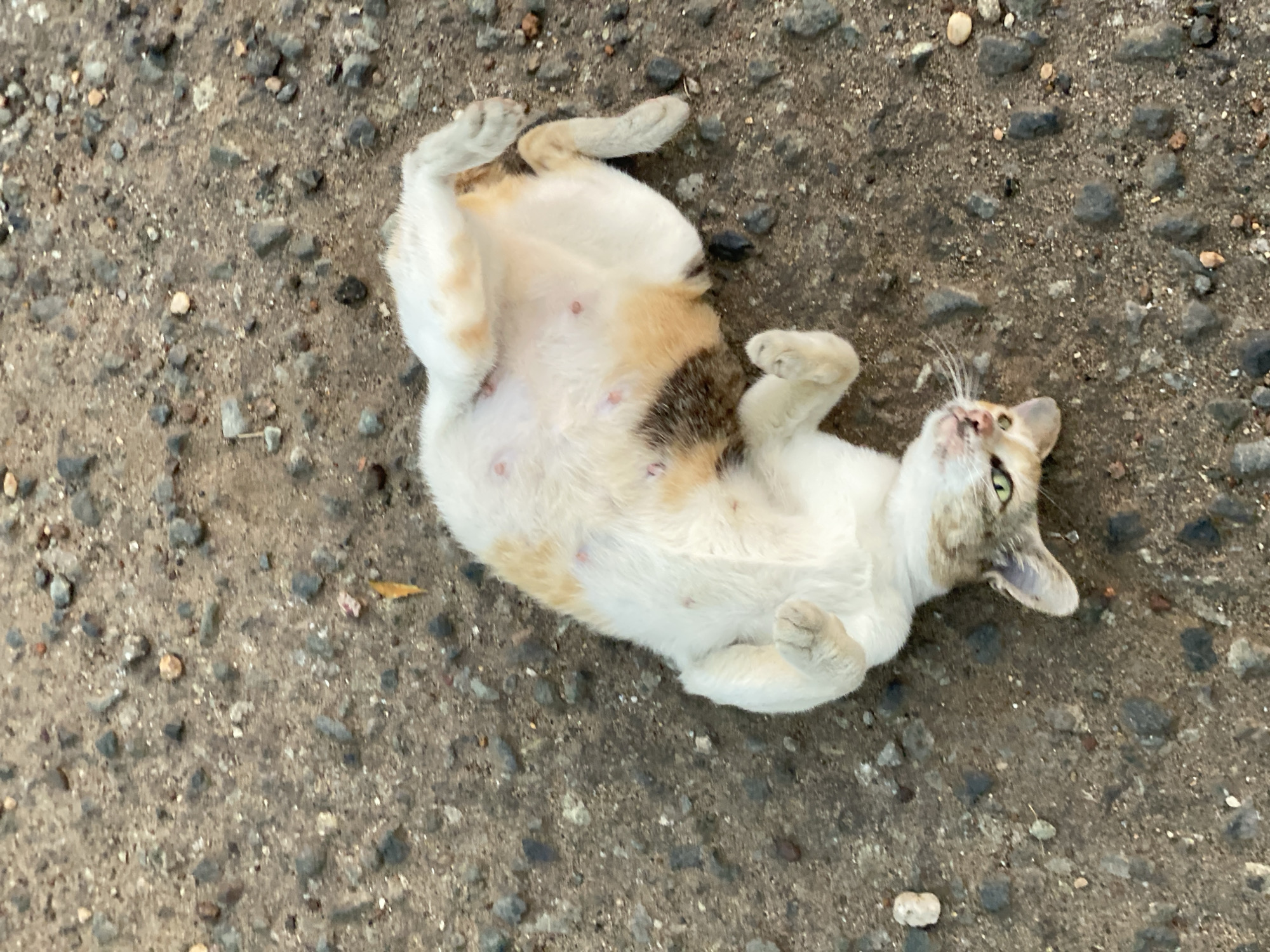 A calico cat lies on its back on a rough, pebbly surface. The cat's belly is exposed, revealing visible nipples. The cat's head is turned to the side, with green eyes looking towards the viewer. The cat's paws are in the air. The scene appears to be an outdoor environment, possibly a street or pathway, with scattered small stones and some dirt. The location is identified as Banjarbaru, Indonesia.
