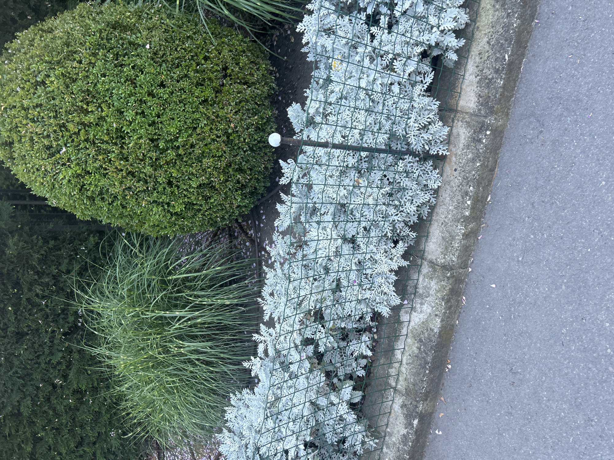 This media file is a vertical, high-angle shot of a garden bed next to a paved area. The main subjects are a rounded, densely packed green shrub on the left, a cluster of feathery, silver-leafed plants behind a green wire mesh fence, and a section of asphalt road with a concrete curb on the right. Long, thin blades of green grass are visible in front of the green shrub, with some appearing to have yellow stripes. Scattered on the ground are a few small, light pink petals, possibly from a flowering tree or shrub. A thin metal pole with a white cap emerges from the ground in front of the wire mesh.
The scene depicts an outdoor garden setting, likely in a park or along a street. There is no discernible activity or event taking place, as the image is a still shot of the landscape. The time of day appears to be daytime, and the weather is likely fair, given the clear visibility and lack of precipitation. The location context of Varna, Bulgaria, suggests a European setting. No text is visible in the image. Notable details include the contrast between the vibrant green shrub and the delicate silver foliage, and the textural differences between the plants, fence, concrete curb, and asphalt.