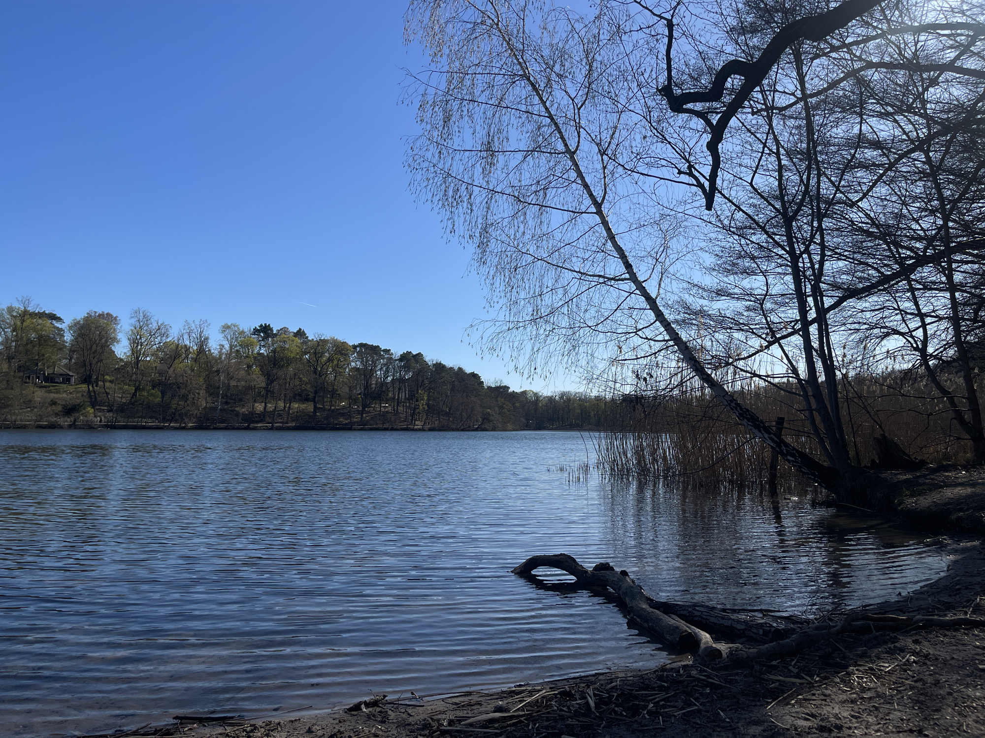 The image depicts a lake scene in Berlin, Germany. The water is calm with visible ripples. A fallen tree log is partially submerged near the sandy shore. The foreground also shows exposed tree roots and debris on the bank. In the midground, reeds grow along the edge of the lake, interspersed with sparse trees. In the background, a wooded area stretches across the horizon under a clear, blue sky. A few buildings are visible on the distant shore. A birch tree leans toward the right side of the frame. The time of year appears to be early spring, based on the nascent leaves on the trees. There are no people visible in the image.