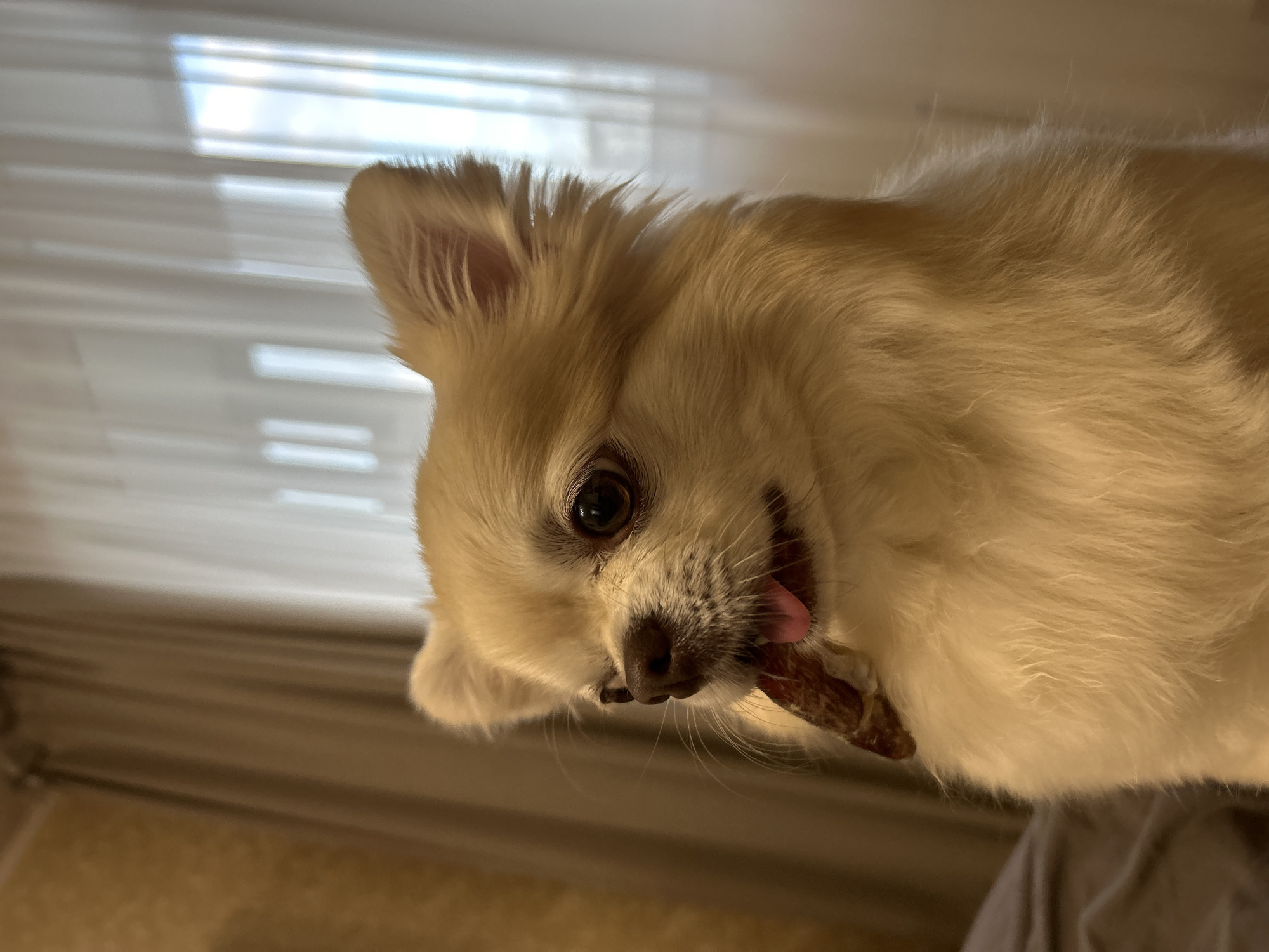 A close-up shot captures a light-colored, long-haired dog, likely a Pomeranian or similar breed, indoors. The dog is positioned in the center of the frame, facing right, with its mouth open and a treat partially visible between its teeth and on its tongue. Its ears are perked up, and its dark eyes are looking to the left.

The background features beige curtains with vertical pleats and a window with visible light filtering through. To the left, a textured wall in a golden hue is partially visible. The lighting suggests an indoor setting, possibly a home, with soft light illuminating the scene. The image is focused on the dog, with the background slightly blurred. There is no indication of the specific location within Moskovskiy, Russia, other than it being an indoor scene.