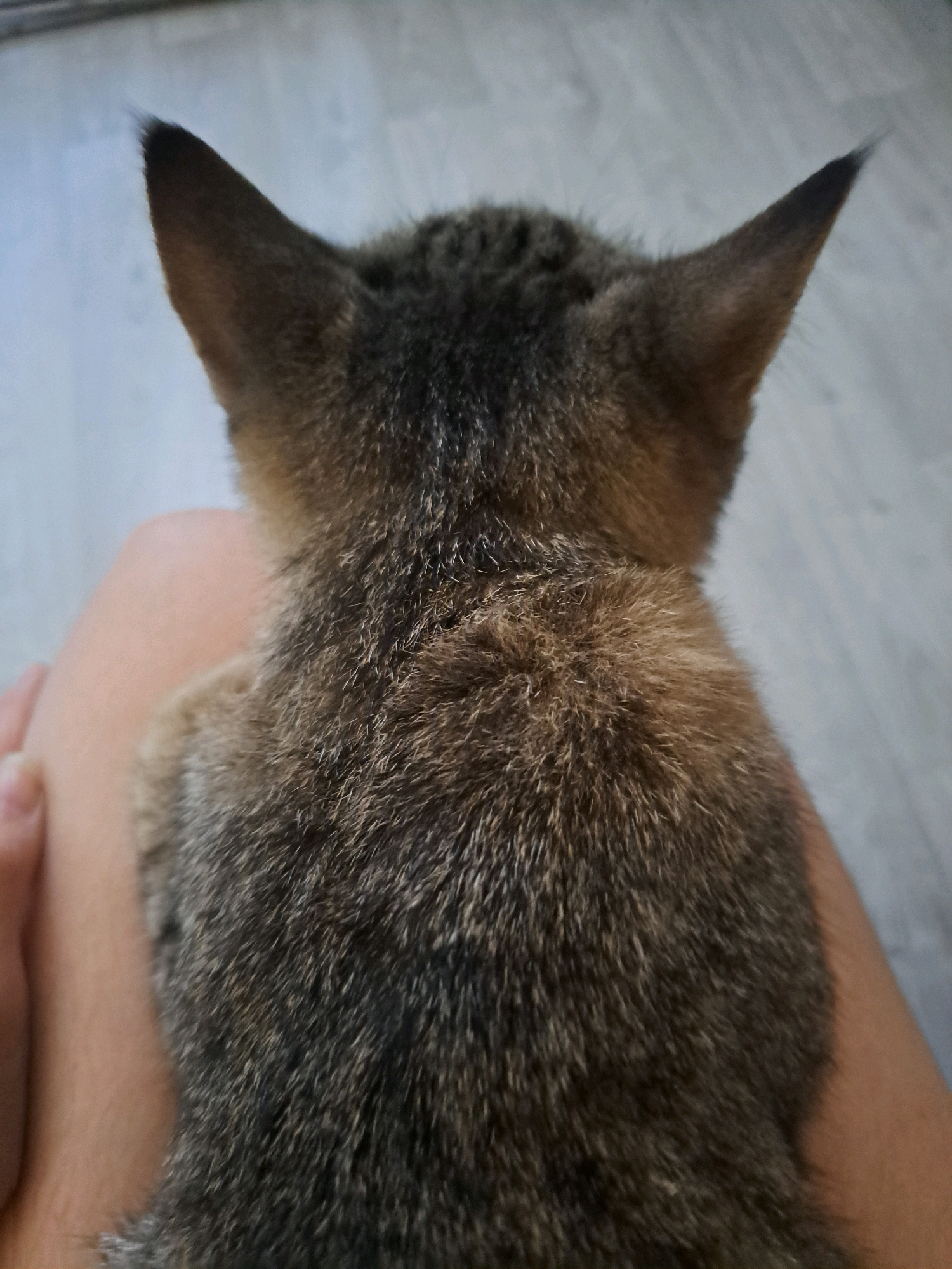 The image shows a close-up, overhead view of a kitten sitting on a person's lap. The kitten's fur is a mix of brown and grey tabby patterns, and its ears are pointed upwards. The person's legs, covered in skin, are visible beneath the kitten. The background appears to be a light-colored floor, possibly wood or laminate. The scene is indoors. There is no visible indication of the location in Vypasne, Ukraine.