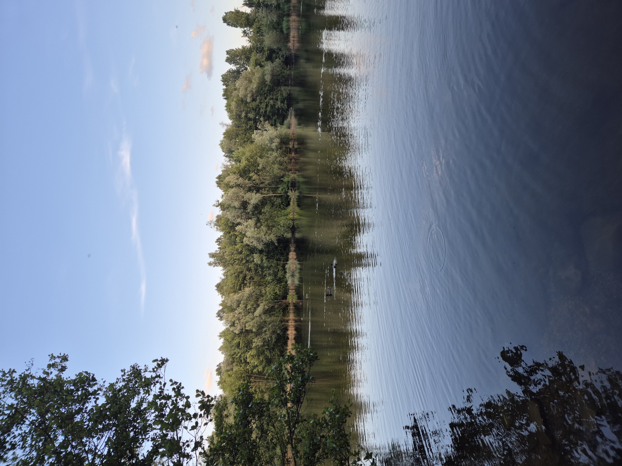 The image depicts a calm lake bordered by a dense line of trees under a clear blue sky with a few wispy clouds. In the foreground, the water exhibits gentle ripples, with the reflection of the trees and sky visible on its surface. The left side of the image features a prominent tree branch with green leaves overhanging the water. A few dark shapes, likely ducks, are visible on the water's surface further from the shore. The scene is peaceful and natural, suggesting a park or nature reserve. The image was taken in Ergolding, Germany.