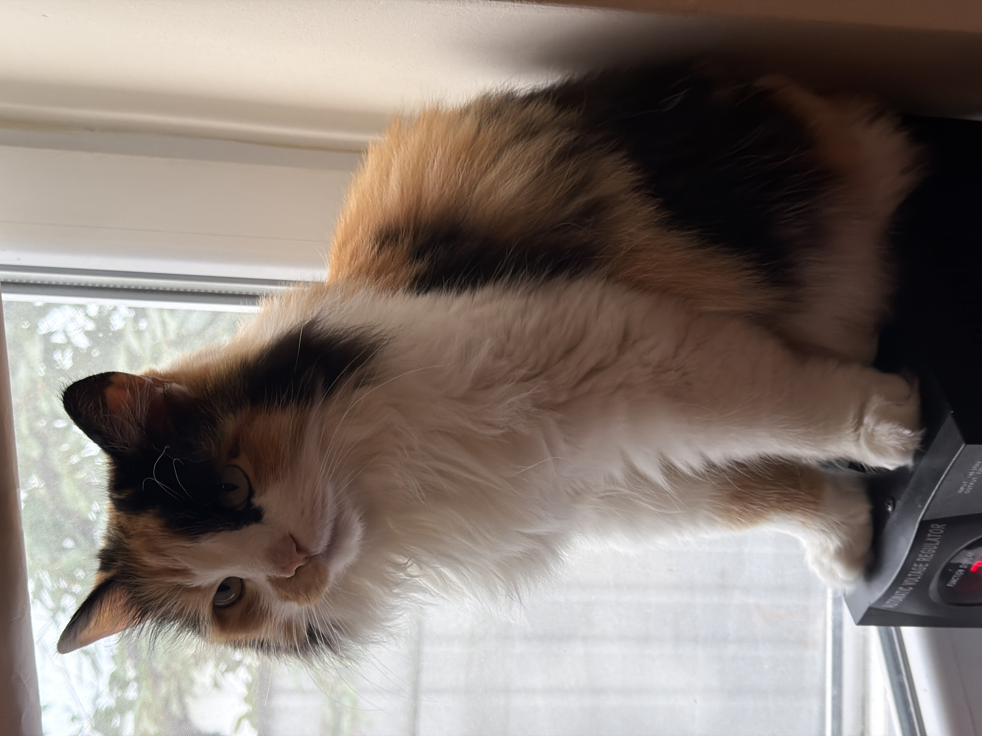 A calico cat sits on a black electronic device, possibly an automatic voltage regulator, in front of a window. The cat has long fur with patches of white, black, and orange-brown. Its gaze is directed towards the left side of the frame. The window behind the cat shows a blurred view of greenery and what appears to be a building exterior. The room interior is softly lit, with a plain wall visible to the right of the window. The focus is on the cat and its immediate surroundings.