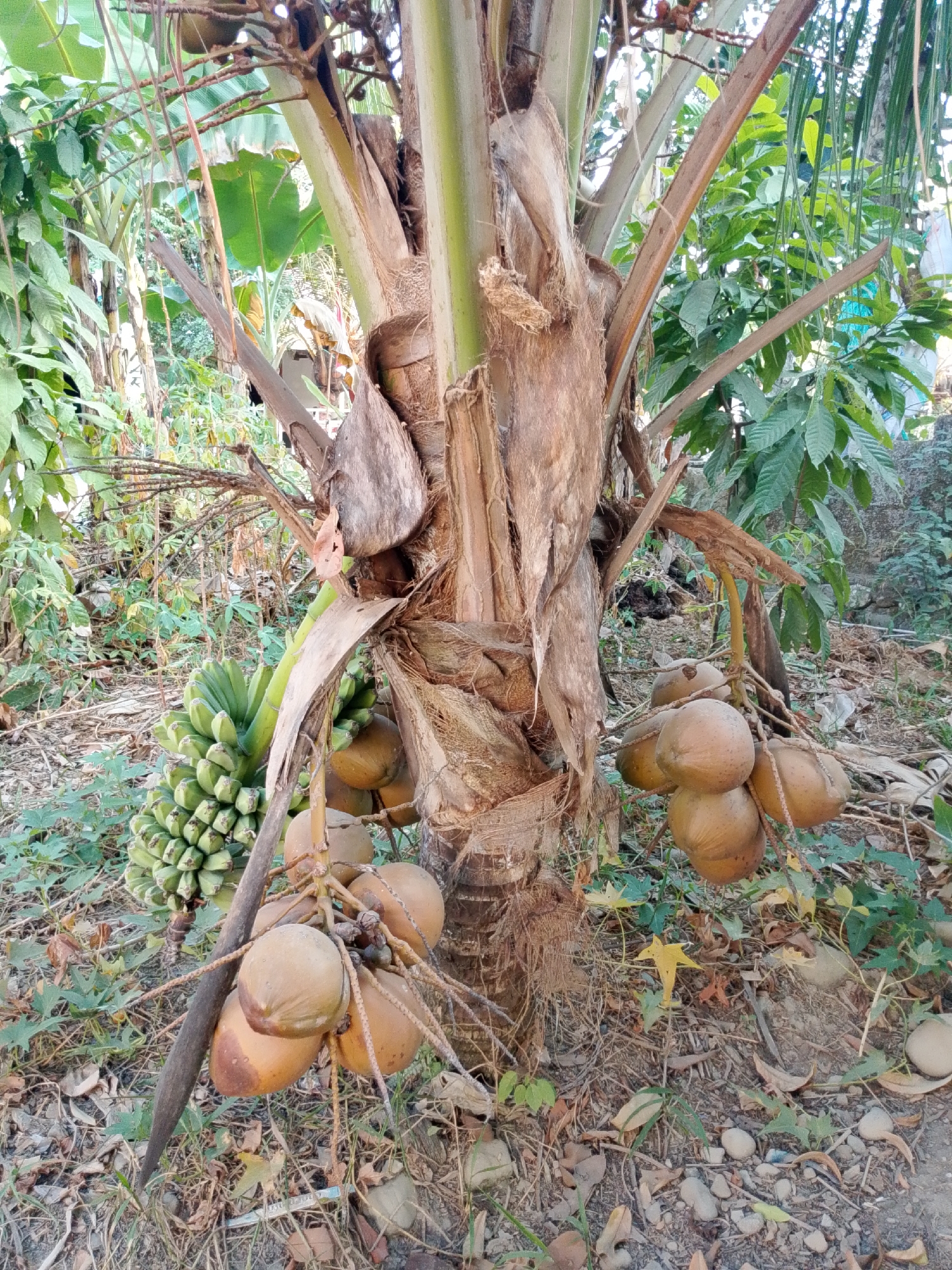 This is a medium shot, eye-level, outdoor photograph of a coconut tree bearing fruit, located in Se'pon, Indonesia. The coconut tree has a rough, brown trunk and is laden with bunches of coconuts. A bunch of green bananas is also visible hanging from a stalk on the left side of the tree. The ground around the tree is covered with dry leaves, small stones, and some green vegetation. In the background, lush green foliage and trees are present, with a hint of a wall or building structure on the far right. The lighting suggests it is daytime. There are no people or animals visible in the image.