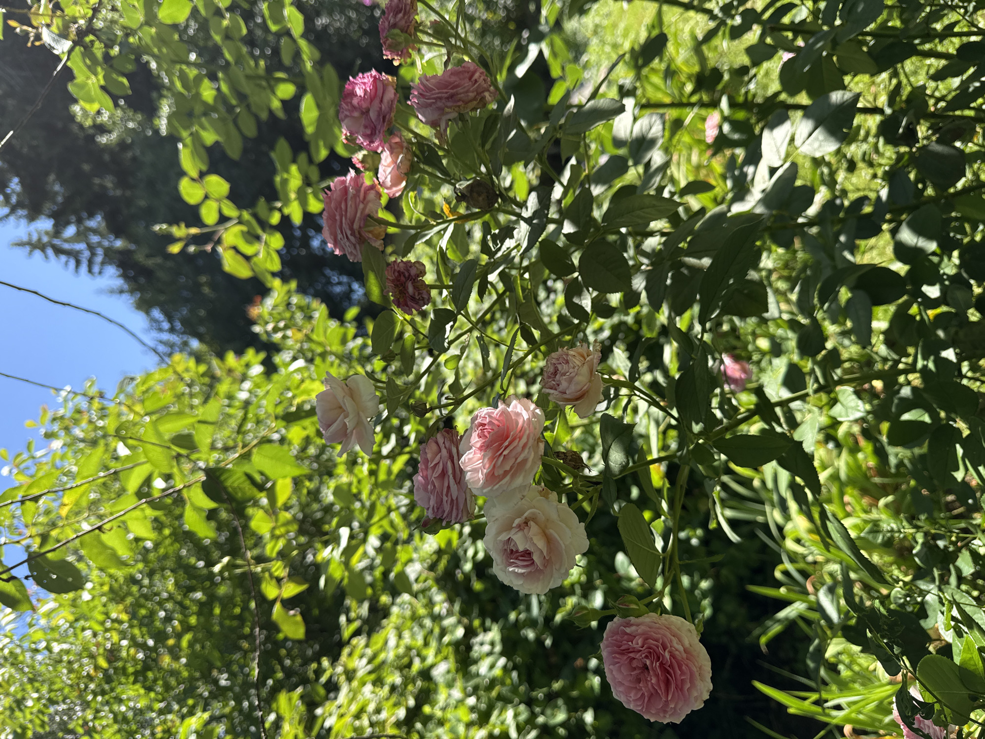 A cluster of pink roses, some fully bloomed and others in bud, are visible on a bush in a garden. The roses are in various shades of pink, from pale to deep rose. The bush has dark green leaves and is illuminated by sunlight filtering through the foliage. In the background, blurred greenery suggests a lush garden setting with dappled light. The sky above is clear and blue. The image does not contain any people or any identifiable landmarks in the city of Mahilyow, Belarus.