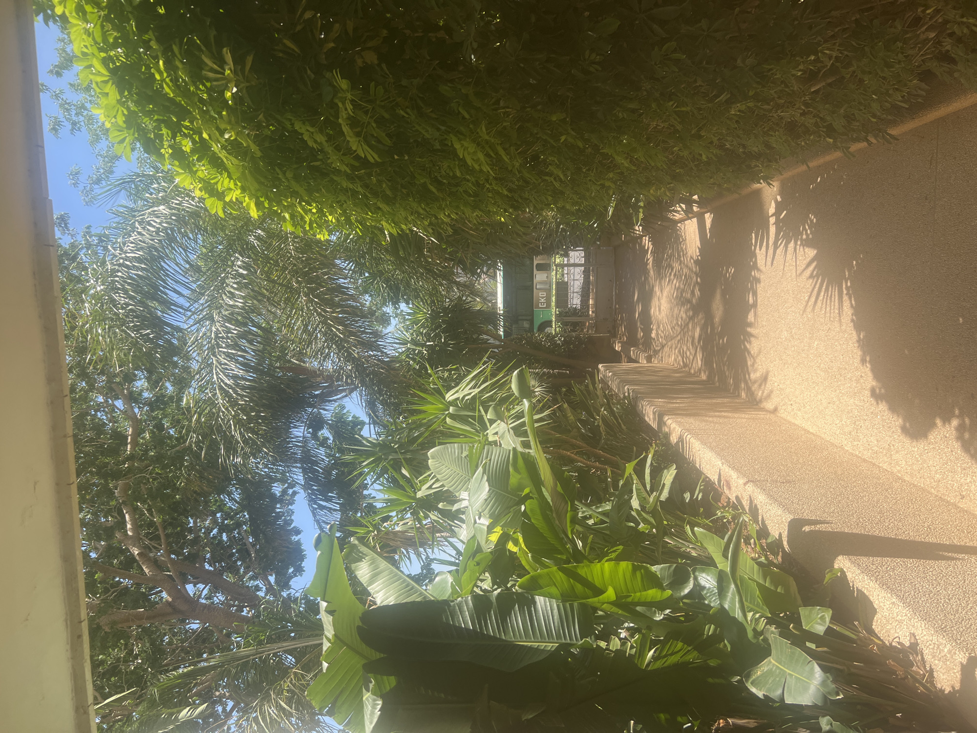 The image captures a sun-drenched pathway in Hadera, Israel, likely within a botanical garden or park given the abundance of lush vegetation. On the left, large, vibrant green leaves of tropical plants, possibly Bird of Paradise, line a textured, light brown wall. The pathway itself is paved with a similar material and stretches into the distance, dappled with the sharp shadows cast by palm fronds and other foliage overhead. To the right, a dense hedge of green leaves forms a natural wall, further defining the walkway. In the background, a glimpse of a green bus with the text "EKO" is visible through a metal gate, suggesting the presence of a public transportation stop or facility nearby. The sky above is a clear, bright blue.