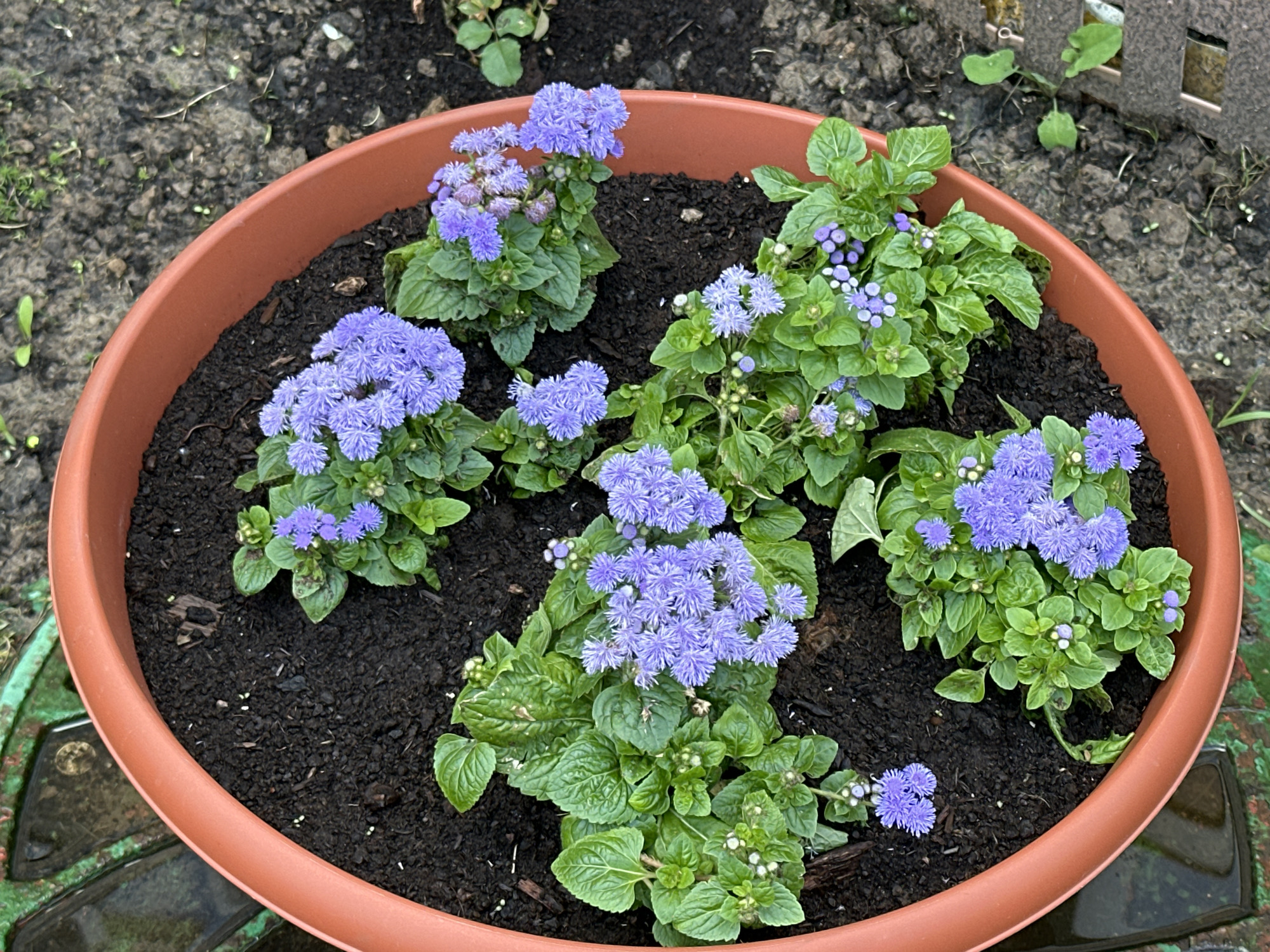 A terra cotta pot filled with dark soil contains several clusters of bright green leafy plants adorned with small, fluffy, lavender-blue flowers. The pot is positioned outdoors on dark soil, which appears to be a garden bed, with some scattered green foliage and twigs visible in the background. The scene is well-lit by natural light. The overall impression is one of a small, cultivated garden area, possibly in a residential setting in Podolsk, Russia.