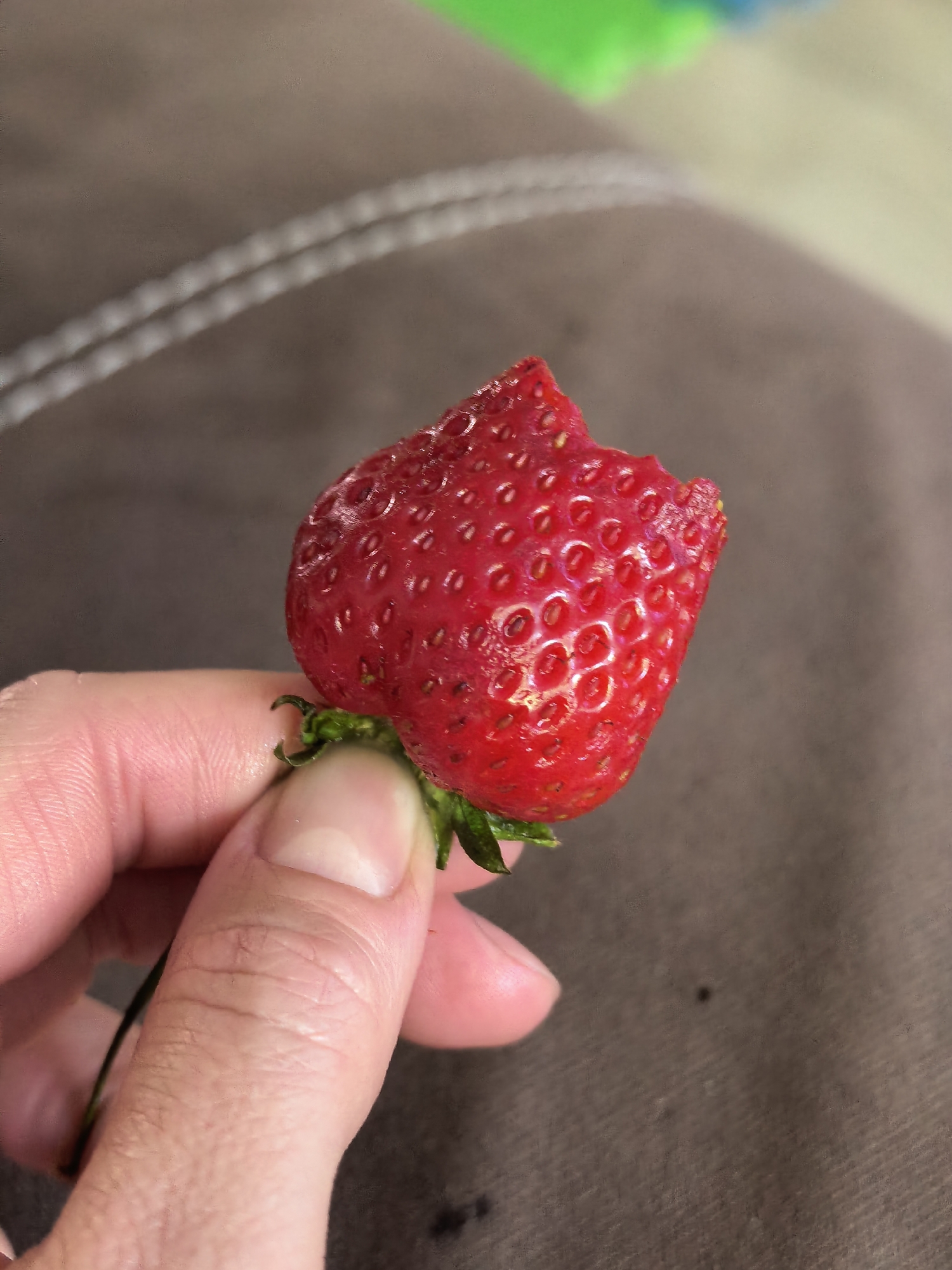 A hand holds a bright red strawberry with green leaves. A bite has been taken out of the top of the strawberry. The background is a brown material with a white stitched seam. In the upper portion of the picture are hints of green and blue toys. The location in the city of Unknown, Unknown, is unknown.
