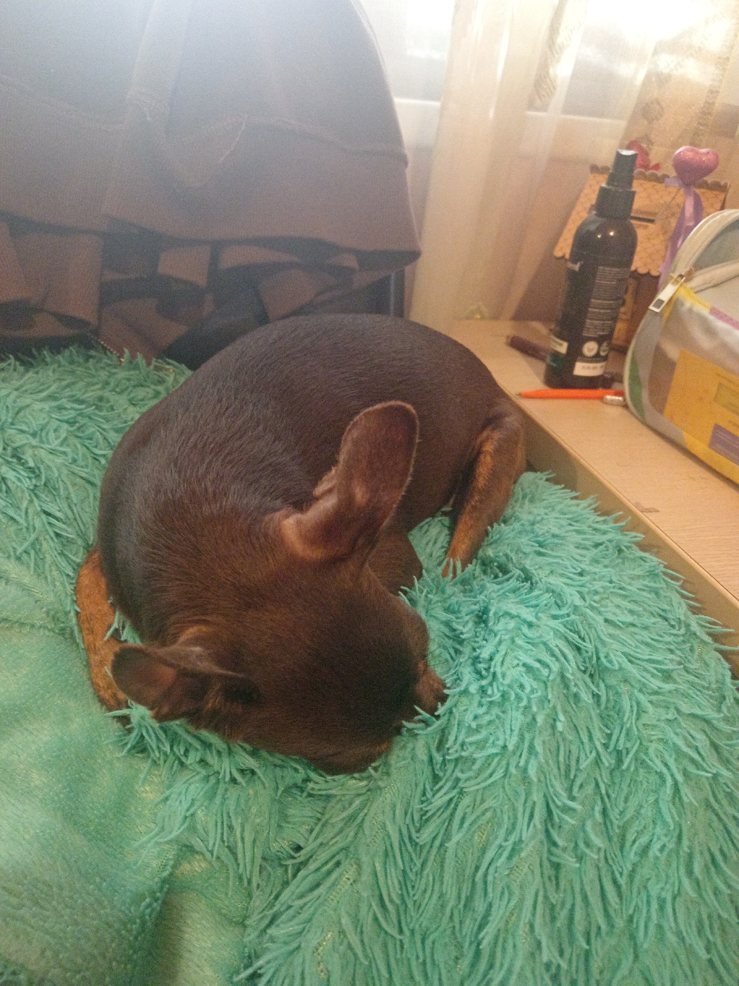 In Novopokrovka, Russia, a small, brown dog is curled up and sleeping on a fluffy, teal-colored blanket. The dog appears to be a short-haired breed, possibly a Chihuahua or a Dachshund mix, with large ears. The blanket is textured and covers a significant portion of the surface. In the background, there is a wooden surface, possibly a desk or table, with a black spray bottle, an orange pen, and a decorative item with a heart shape. Curtains are visible in the upper right corner. A dark fabric object, possibly a piece of furniture or clothing, is in the upper left corner, partially obscuring the background. The lighting suggests an indoor environment, possibly near a window.