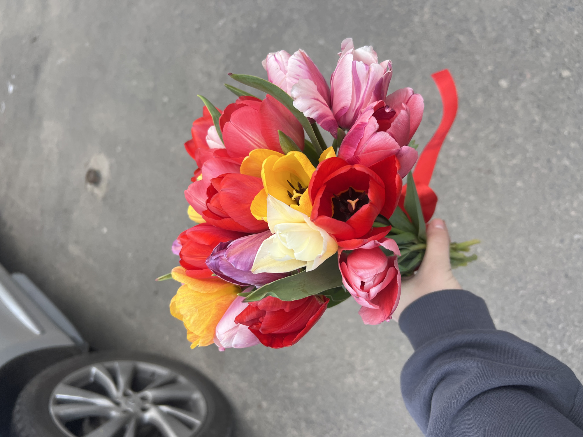 A vibrant bouquet of multicolored tulips is the central focus of this image, held by a person's hand. The tulips display a rich array of colors, including various shades of red, yellow, pink, white, and purple. Some of the blooms are fully open, revealing their dark stamen and pistils, while others remain partially closed. A bright red ribbon is tied around the stems of the bouquet, adding a decorative element.
The hand holding the bouquet is visible, clad in the cuff and sleeve of a dark gray or navy blue sweatshirt, suggesting a casual attire. The perspective of the photograph is from above, looking down at the flowers and the ground below.
The background consists of a light gray asphalt or concrete surface, indicating an outdoor setting. In the lower-left corner of the frame, a portion of a silver or light-colored car is visible, including part of its bodywork and a multi-spoke wheel with a tire. This context points to an urban or suburban environment, such as a street, sidewalk, or parking lot in Odesa, Ukraine.
The lighting suggests it is daytime, with soft, even illumination on the flowers. There is no visible text in the image. The scene captures a simple moment of someone holding a fresh, colorful arrangement of spring flowers.