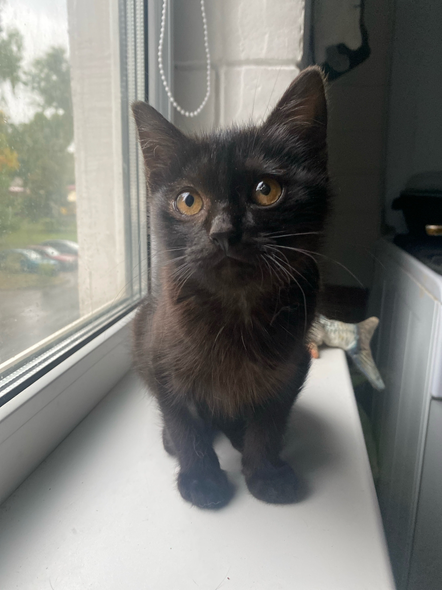A black kitten sits on a white windowsill, looking directly at the camera. The kitten has large, amber-colored eyes and pointed ears. Its fur appears dark and somewhat fluffy. Through the window behind the kitten, trees and parked cars are visible, suggesting an outdoor environment. The windowsill is white and appears to be clean. To the right of the kitten, a portion of what looks like a white kitchen counter or appliance is visible, along with a blurred object that resembles a fish-shaped ornament. The overall lighting suggests it is daytime, with natural light coming from the window. The scene is indoors, likely in a residential setting.