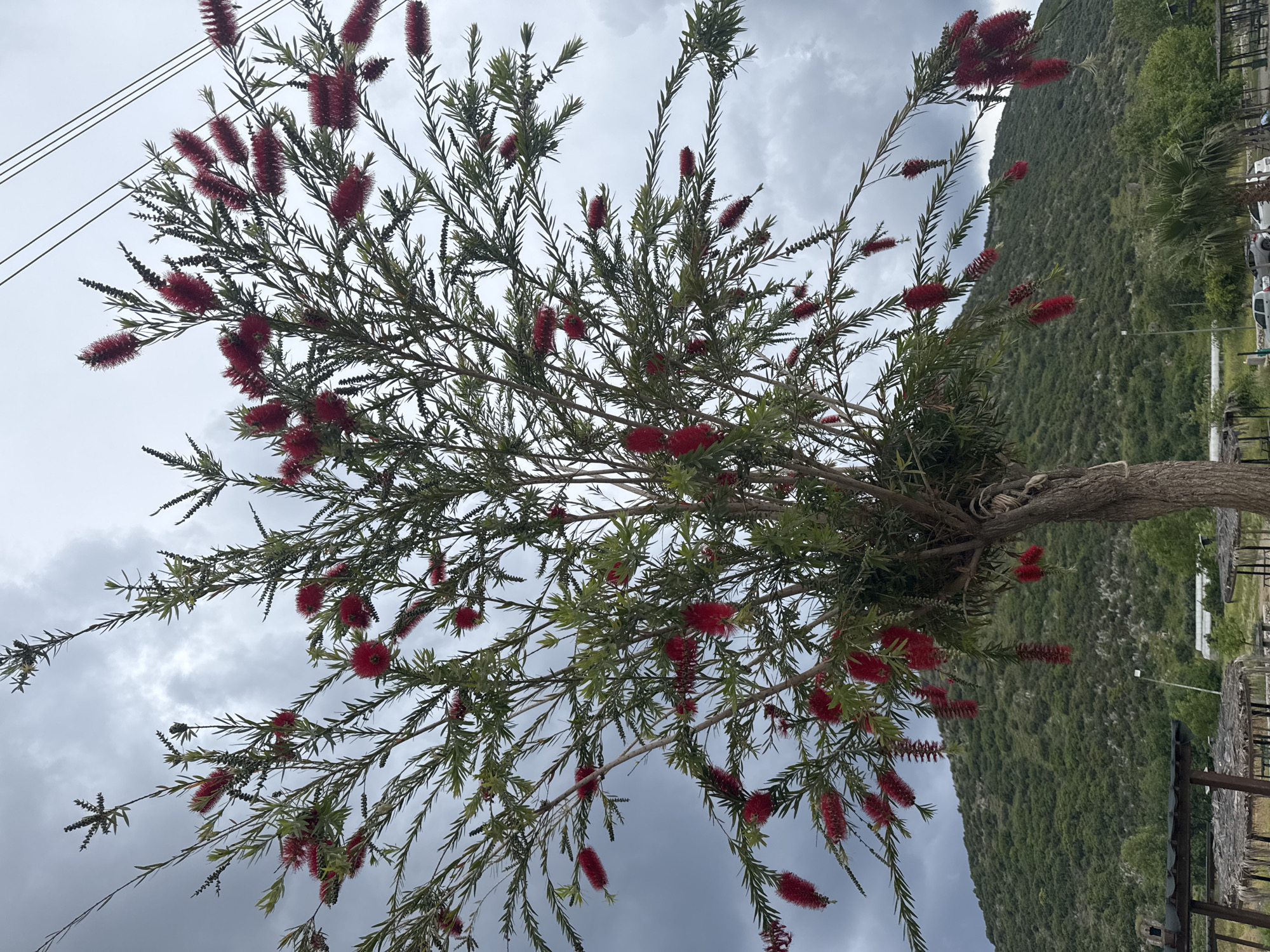 The image captures a Bottlebrush tree (Callistemon) in full bloom with its characteristic red, brush-like flowers. The tree's slender, green leaves are visible among the blooms. The backdrop includes a cloudy sky and a hillside covered in green vegetation. Powerlines are visible in the upper left corner of the frame. The location is in an area of Unknown, Unknown.