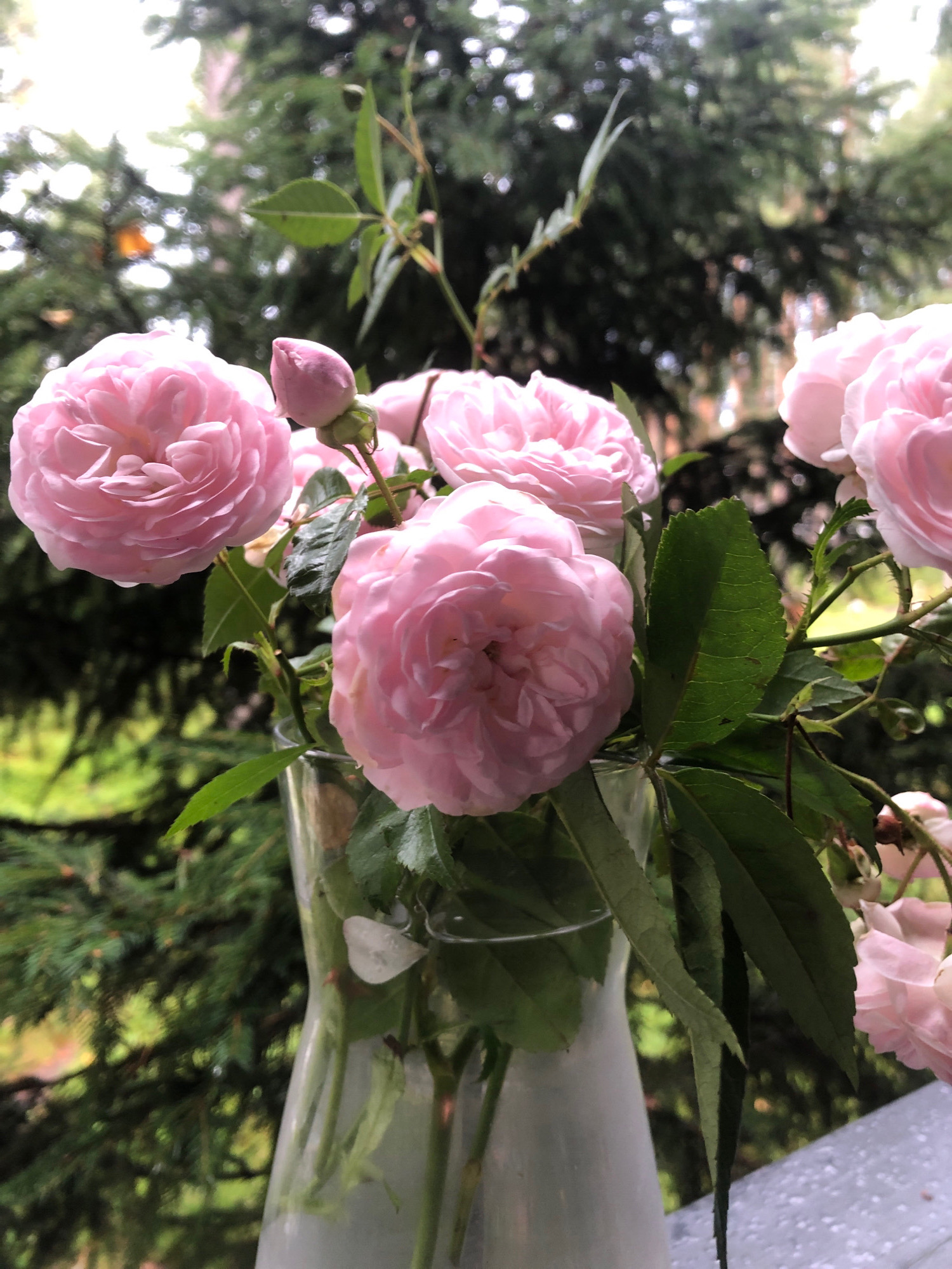 A close-up, vertical shot captures a bouquet of pale pink roses in a clear glass vase. The roses are clustered together, with some fully bloomed and others as buds. Green leaves and stems are visible, some with small thorns. The vase sits on a speckled, grey surface that appears to be outdoors, possibly a table or railing. In the blurred background, dark green evergreen branches and lighter green foliage suggest a natural, outdoor setting. The lighting is soft and diffused. The image does not contain any people. The location is not specified within the image itself.