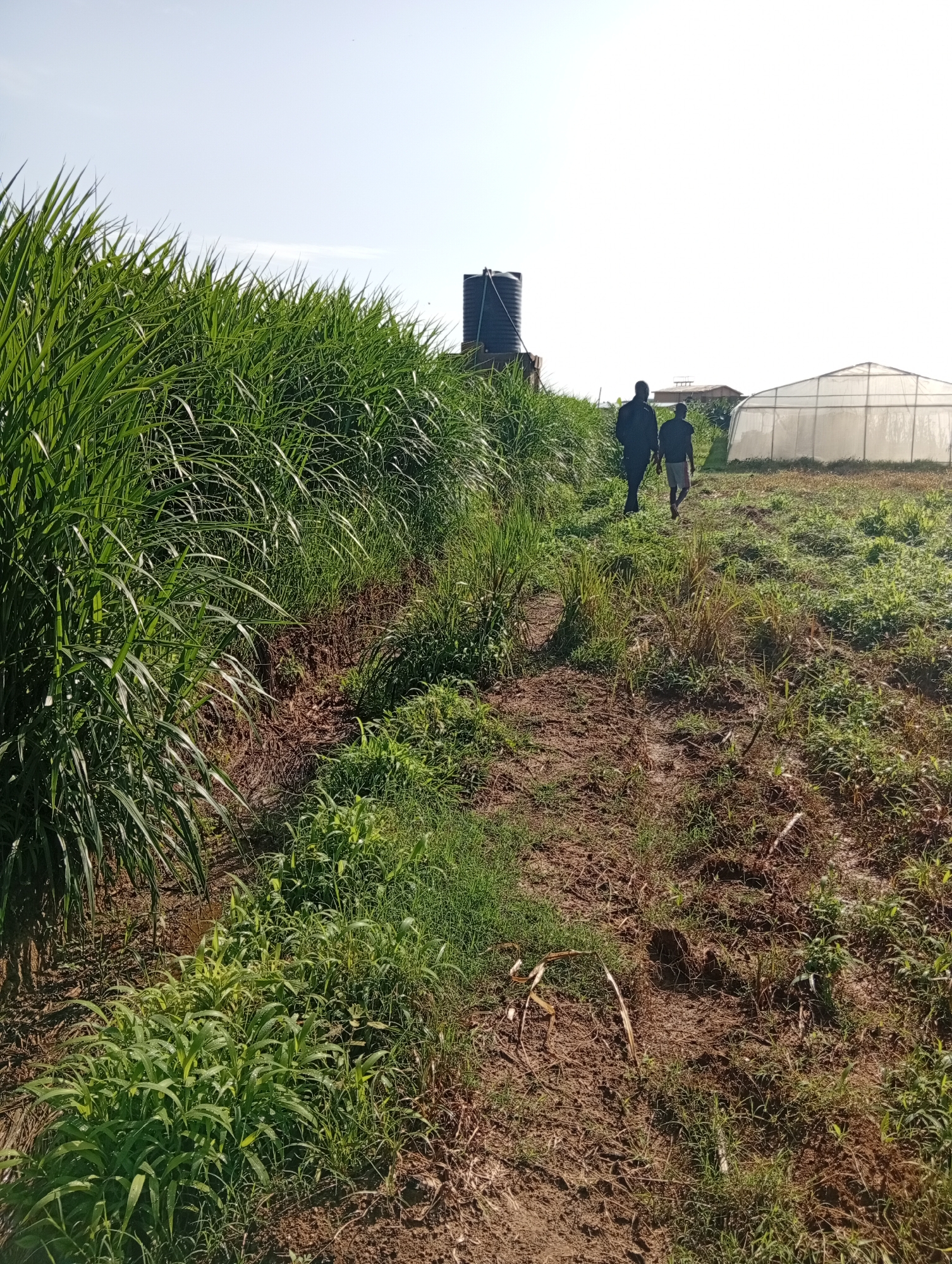 This is a wide-angle, eye-level, outdoor photograph taken on a clear day in Bar Gada, Nigeria. The scene depicts a rural or agricultural setting with two individuals walking away from the camera on a dirt path. The path is flanked by lush green vegetation on the left and a cultivated field on the right. In the background, a large black water tank is visible to the left, and a white greenhouse structure is situated to the right. The overall impression is one of agricultural activity and development.