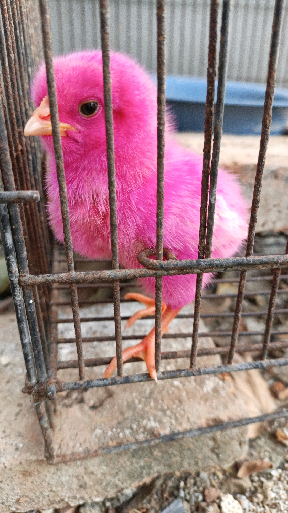 A close-up, eye-level, outdoor shot features a fluffy, bright pink chick confined within a rusty metal cage. The chick's head is turned to the left, revealing a small, black eye and a pale yellow beak. Its body is covered in vibrant pink down. The cage bars, weathered and brown with rust, dominate the foreground and partially obscure the chick. The background is blurred, showing a textured gray surface on the upper left, a hint of a blue object in the middle distance, and a rough, sandy ground with scattered debris at the bottom. The image appears to have been taken in an outdoor setting, possibly in Cikal, Indonesia, given the appearance of the materials and environment.