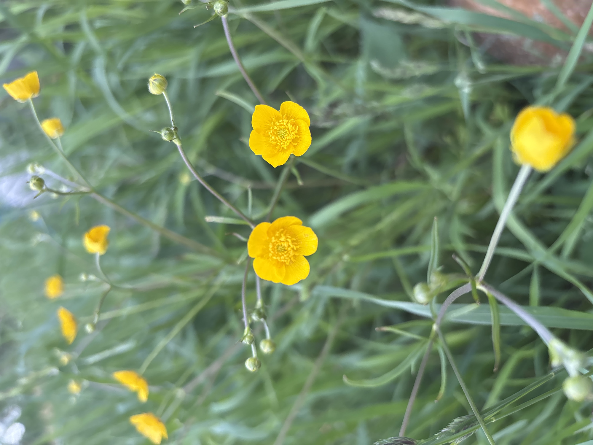A close-up, eye-level outdoor shot shows a cluster of small, vibrant yellow buttercup flowers amidst tall, green grass and some buds. The focus is sharpest on two of the flowers in the foreground, revealing intricate petal details. The background is softly blurred, suggesting a shallow depth of field. The image does not contain any people or specific identifiable structures, and therefore cannot be definitively located in the city of Kurgan, Russia. The overall impression is one of natural, rural, or park-like scenery.