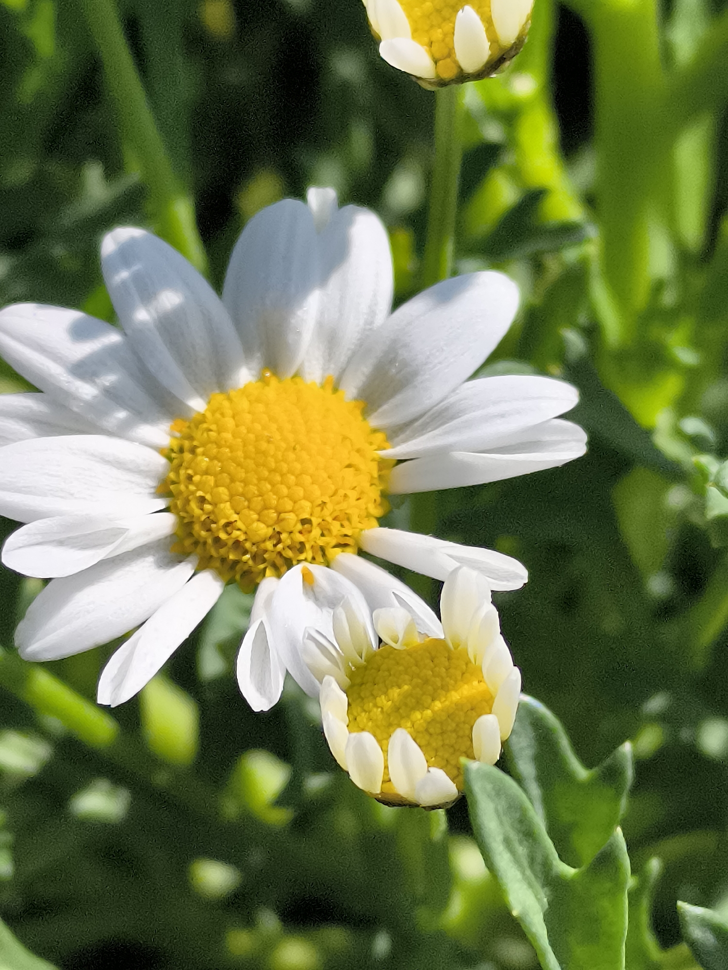 The image, captured in Dercekliai, Lithuania, presents a close-up, high-angle view of two daisies against a heavily blurred green background. A fully bloomed daisy occupies the center-left, featuring numerous elongated white petals radiating outwards from a densely packed, textured yellow disc floret center. Subtle shadows are cast upon several white petals, indicating directional lighting from above. Below and to the right, a second daisy is depicted in a partially bloomed state, with its white petals still mostly curled around its prominent yellow center. Immediately surrounding this partially opened flower are sharply defined green leaves with visible lobed or serrated edges. In the upper-right corner, a small, out-of-focus portion of a third daisy, showing white petals and a yellow center, is visible. The background consists entirely of soft, indistinct green foliage, suggesting a shallow depth of field.