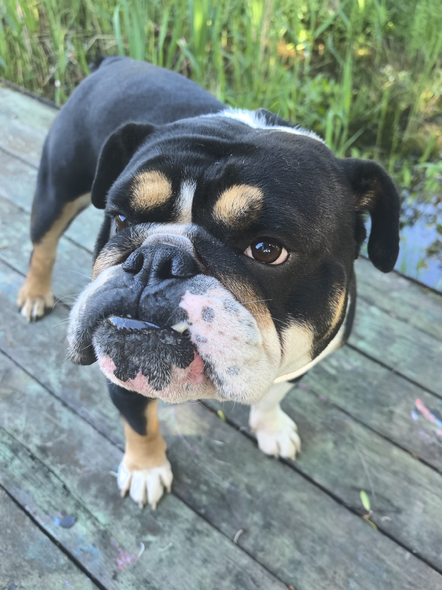 The image displays a tri-color English Bulldog standing on a weathered wooden deck in the city of Noviy, Russia. The dog, predominantly black with tan markings above its eyes, on its cheeks, and on its lower legs, also exhibits white fur on its chest, paws, and parts of its muzzle. It is positioned with its head tilted slightly upward and to the right, directing its gaze into the camera. A thin, light-colored collar is visible around its neck. Visible wrinkles define its snout and jowls, with a clear drop of saliva or liquid present on its lower right jowl. The wooden deck beneath the dog consists of horizontal planks, aged and discolored with shades of grey-green and faint traces of other colors. The background features lush green vegetation, resembling tall grass or reeds, on the left, and a dark body of water with subtle reflections on the right. The scene is illuminated by natural daylight.