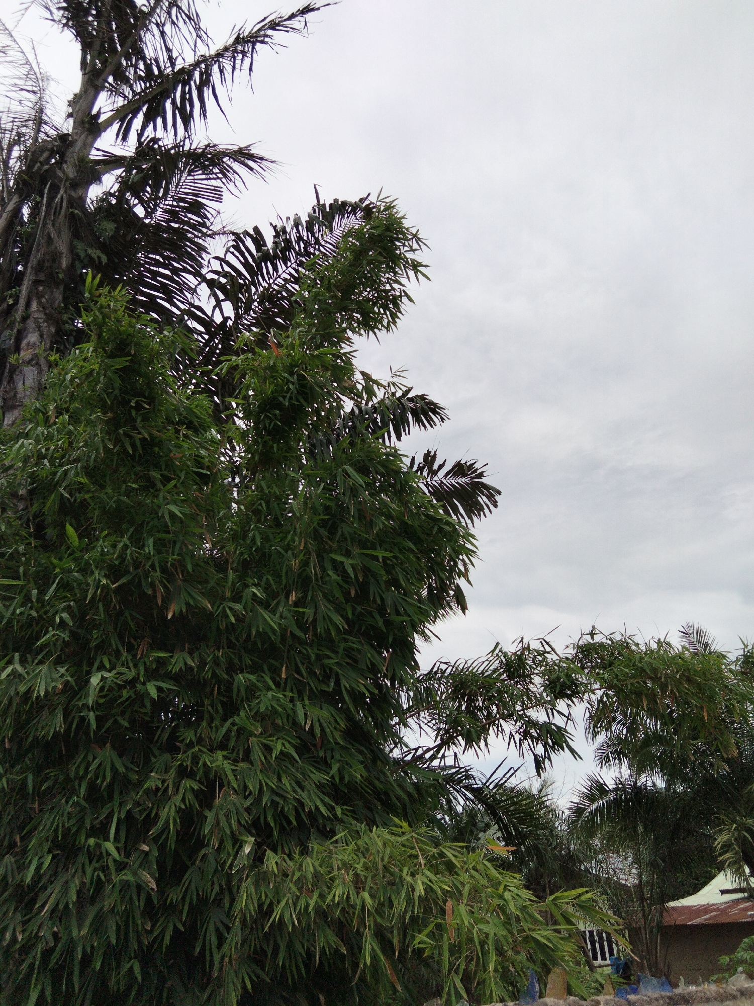 The image displays a dense cluster of bamboo and palm trees against a pale, overcast sky. The bamboo is in the foreground, a vibrant green mass of slender stalks and long, thin leaves. Behind it, the rough, dark trunk of a palm tree is visible, its fronds a muted brown and skeletal against the sky. Further in the background, more palm trees and vegetation are visible, along with the roof of a building with a rusty, corrugated metal roof. The building has a window with vertical bars. The scene appears to be a residential area in Benuaraja, Indonesia, given the vegetation and architectural style. The lighting suggests it is daytime, likely overcast or early morning/late afternoon. There are no people or animals visible in the image. The overall impression is one of lush, dense tropical foliage.