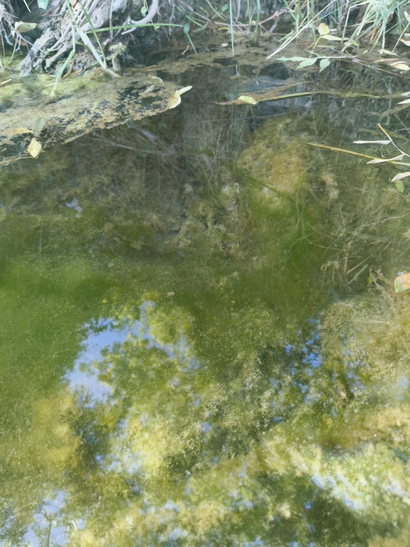 The image shows a close-up, overhead view of a shallow body of murky green water, likely a pond or slow-moving stream. The water is partially obscured by algae and decaying plant matter. Submerged vegetation and debris are visible beneath the surface. Reflections of blue sky and green foliage from surrounding trees are present on the water's surface, creating a dappled effect. The bank of the body of water is visible in the upper portion of the image, with various types of grass and thin, dry stalks of vegetation growing from the soil. A section of a fallen, moss-covered log protrudes into the water from the left side of the frame. No people or animals are visible in the image. The scene is consistent with an unmaintained natural area within a park or undeveloped land, potentially within the municipal boundaries of Cascais, Portugal, given the presence of Mediterranean-style vegetation.