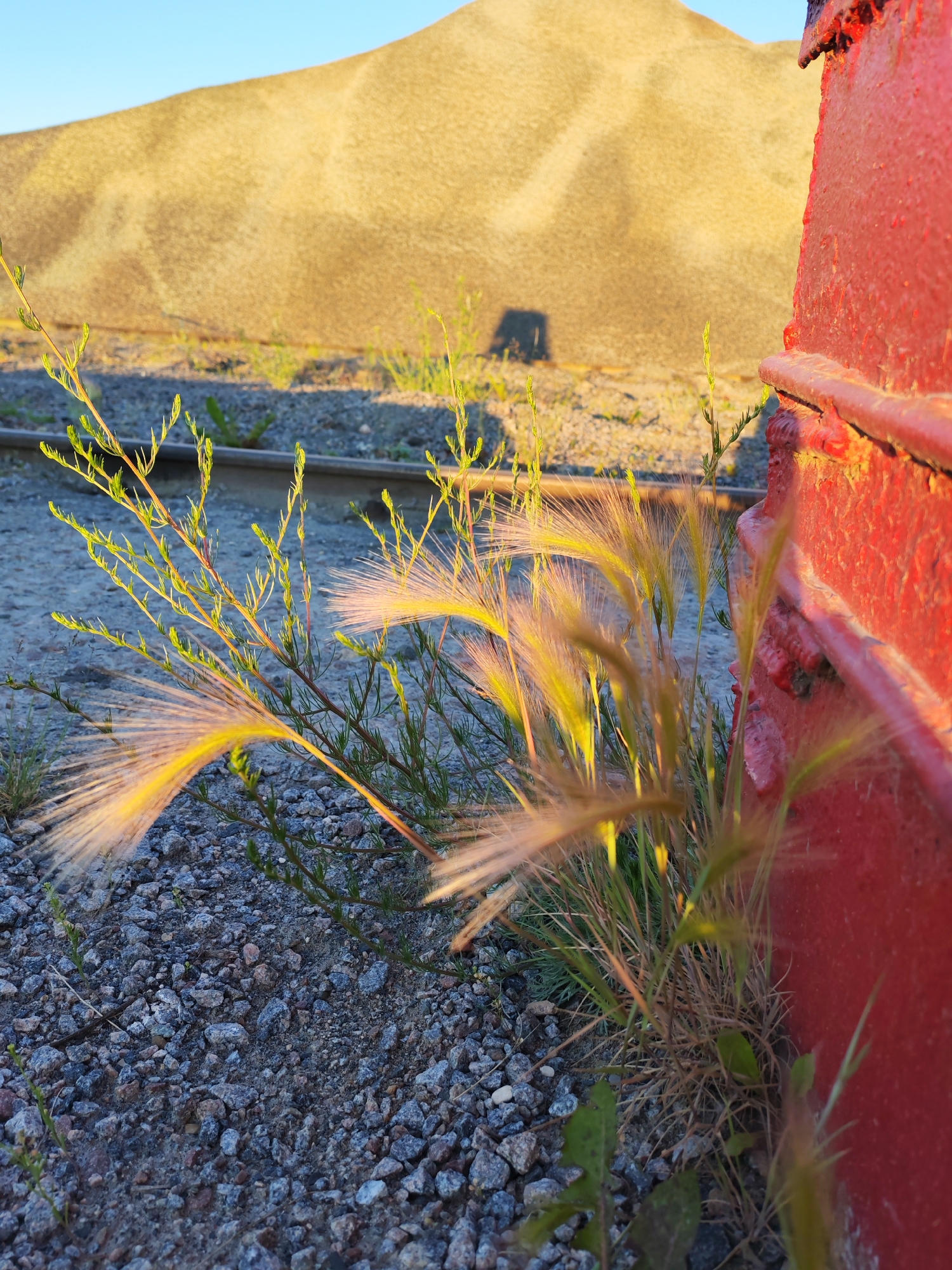 A close-up, low-angle shot captures a patch of wild grass with feathery seed heads, illuminated by golden sunlight. The grass is growing in coarse gravel, with a section of a weathered red metal object, possibly part of a train car or structure, dominating the right side of the frame. In the background, a large, undulating mound of sandy earth rises against a clear blue sky, casting a faint shadow. Railroad tracks are visible in the mid-ground. The image appears to have been taken outdoors, likely in an industrial or rural setting near Bol'shie Mkhi, Russia.