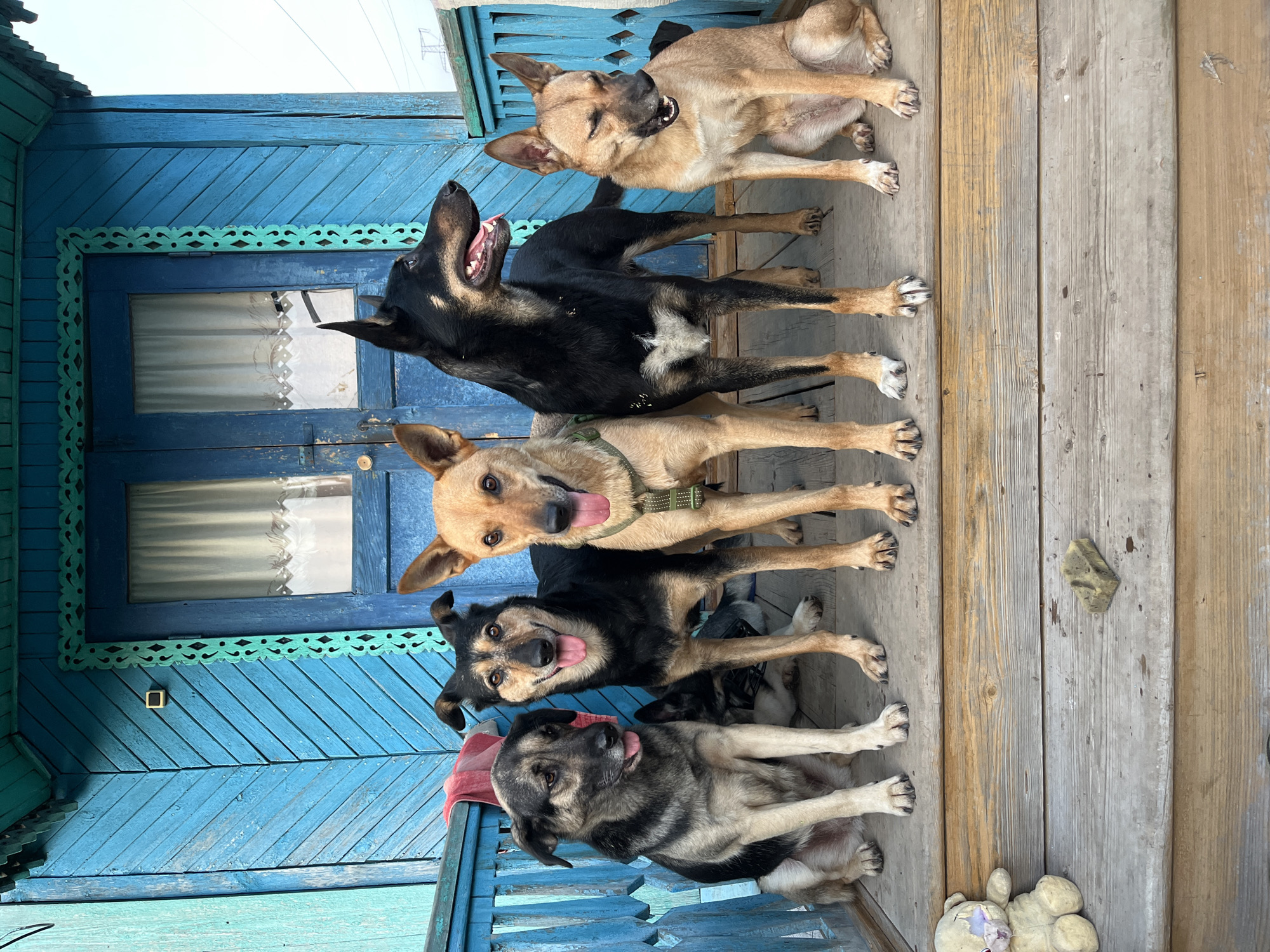 Five dogs are gathered on a wooden porch in front of a blue wooden house. The dogs are of various breeds and colors, including a grey and black German Shepherd mix, a black and tan dog, and three tan dogs. Two of the tan dogs appear to be similar breeds. The house has a blue door with white curtains and decorative trim. There is a tattered teddy bear and a small, rectangular object on the porch steps. The image appears to be taken in a residential area, possibly in Nizhny Tagil, Russia, given the architectural style and weathered appearance of the house, which is consistent with some older homes found in the city.