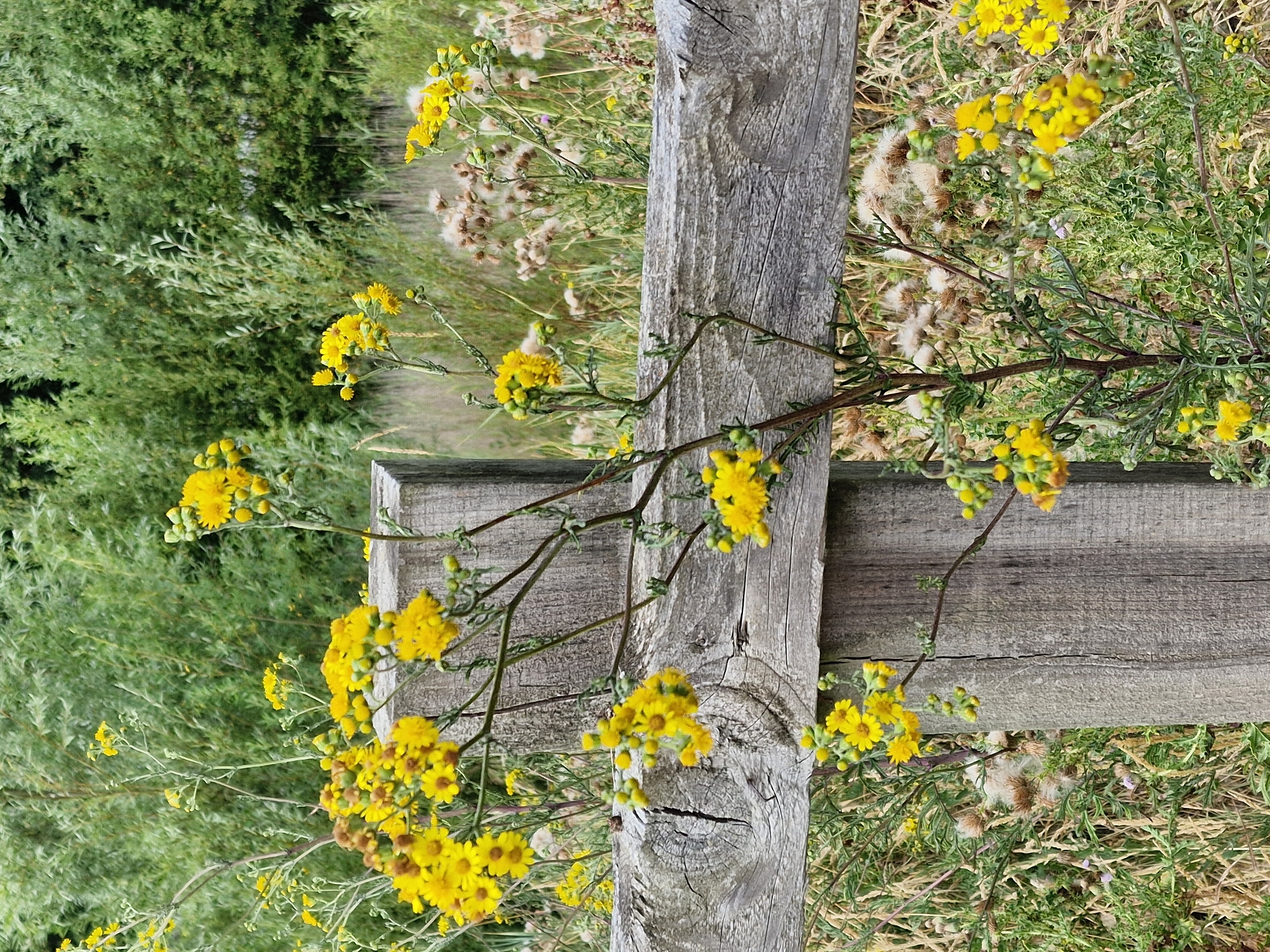 A close-up, eye-level shot captures a cluster of small, bright yellow flowers and buds growing on thin, dark stems. These flowers are interspersed with the seed heads of a different plant, which appear fluffy and white, set against a backdrop of lush green foliage. A weathered, grey wooden fence post and rail run horizontally and vertically through the scene, adding a rustic texture. The background consists of dense greenery, likely trees and bushes, suggesting an outdoor, natural setting within the city of Canterbury, United Kingdom. There are no people or animals visible in the image.