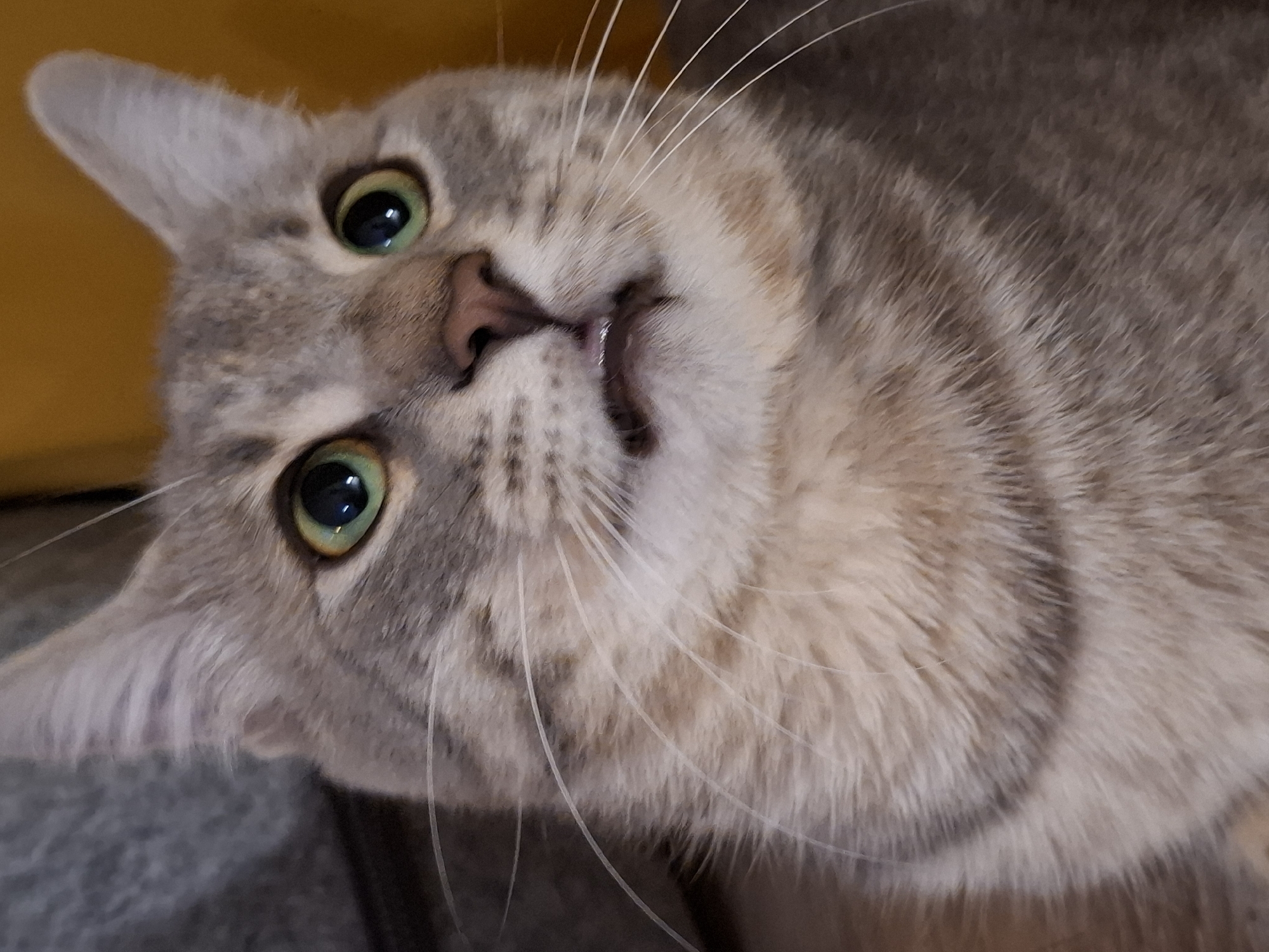 A close-up shot captures a grey tabby cat with wide, green eyes and a slightly open mouth, revealing a glimpse of its teeth. The cat's fur exhibits a mix of grey and beige stripes, and long white whiskers fan out from its muzzle. The background is softly blurred, with a hint of a warm yellow surface on the right and a darker, textured area on the left. The image does not contain any information about the city of Zemun Urban Municipality, Serbia.