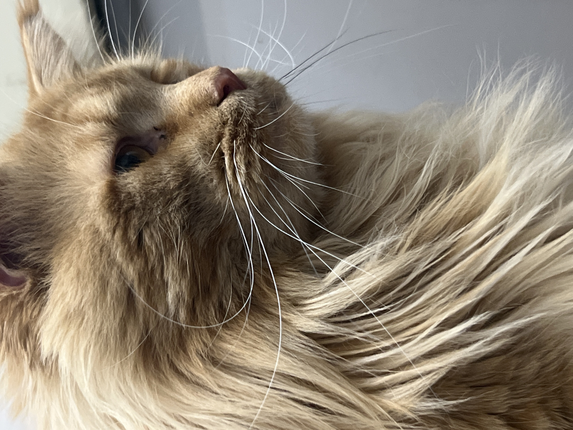 A close-up, side profile shot of a ginger cat with long, fluffy fur. The cat's fur is a mix of light and dark ginger tones, with white whiskers fanning out from its face. The cat's eye is partially visible, a dark pupil with a hint of amber. The background is a plain, light gray surface.
