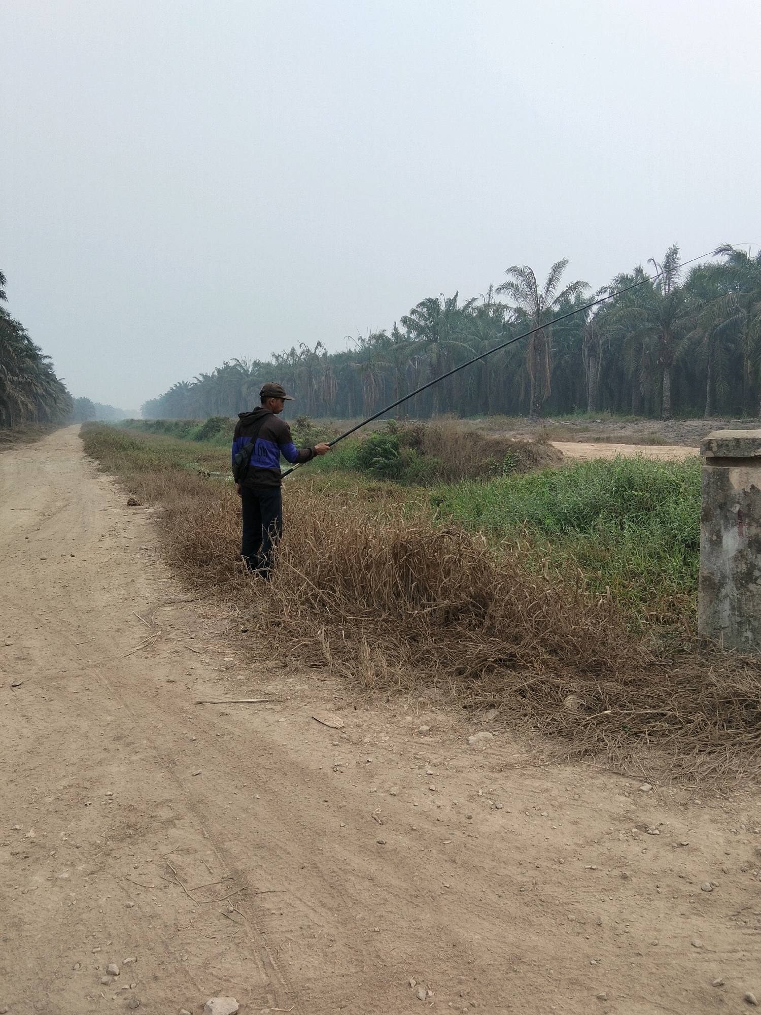 A full shot shows a person standing on the side of a dirt road in Cinta Manis Lama, Indonesia. The person is wearing a hooded jacket and a baseball cap, and is holding a long pole, possibly a fishing rod or a tool for clearing vegetation. The person is facing away from the camera, towards a ditch filled with green grass and dry reeds. The dirt road stretches into the distance, lined on the left by a row of palm trees. On the right, behind the ditch, another row of palm trees forms a dense forest, partially obscured by a hazy sky. A concrete structure is visible on the far right of the image. The overall atmosphere is overcast and slightly hazy, suggesting a humid or polluted environment.