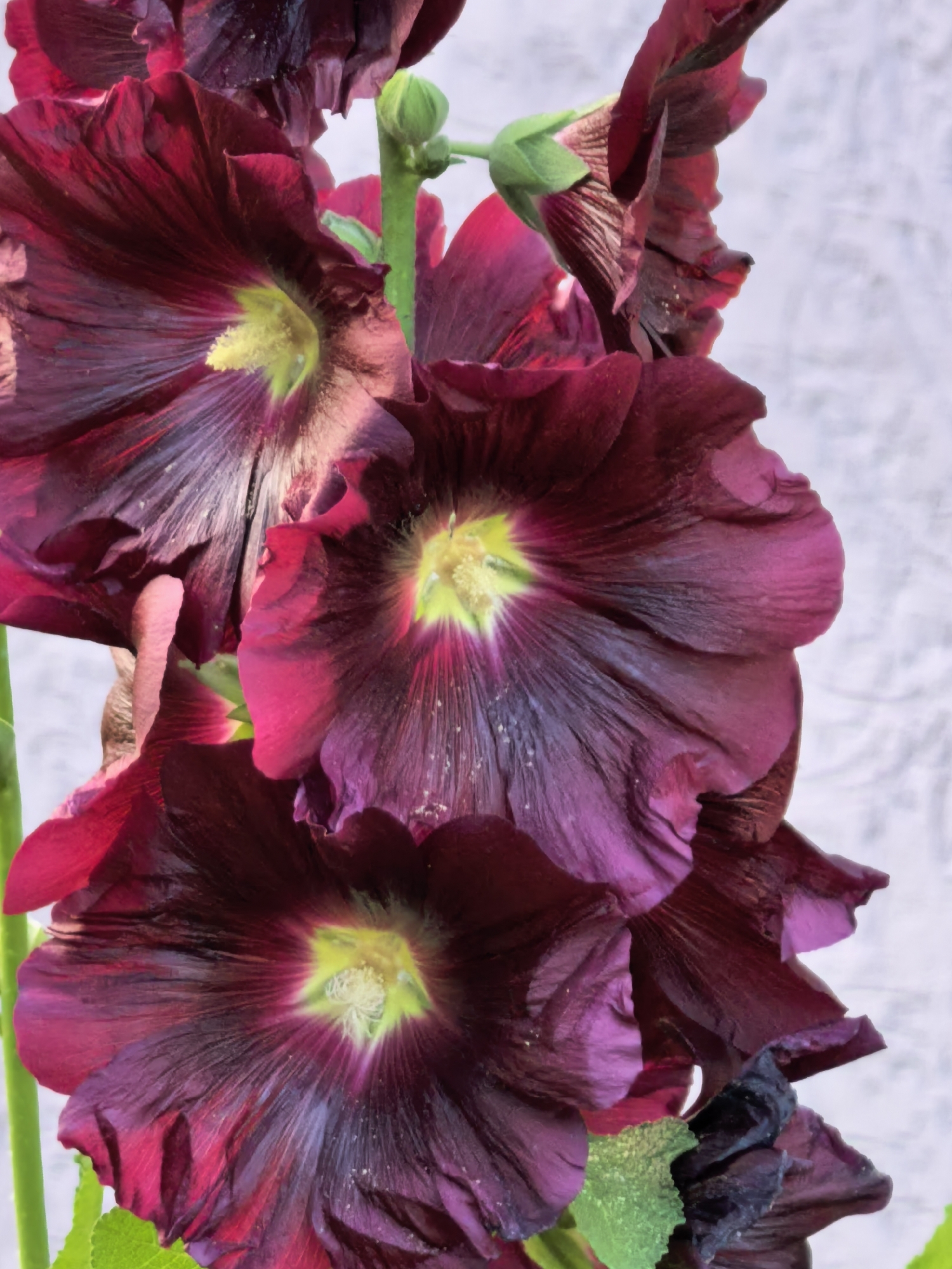 A close-up, vertical shot displays a cluster of deep burgundy hollyhock flowers against a pale, textured background. The flowers, with their ruffled petals, are the central focus, showcasing vibrant yellow stamens at their centers. Some petals are partially open, revealing delicate veins and a soft sheen, while others appear more closed or slightly wilted. A green stem and leaves are visible, as is a small, closed bud at the top. The lighting highlights the rich color and texture of the flowers, casting subtle shadows that add depth to the composition. The scene appears to be an outdoor setting, likely in a garden or park, but no specific location within Sterlitamak, Russia can be determined from the visual information provided. There are no people or discernible actions captured in the image.