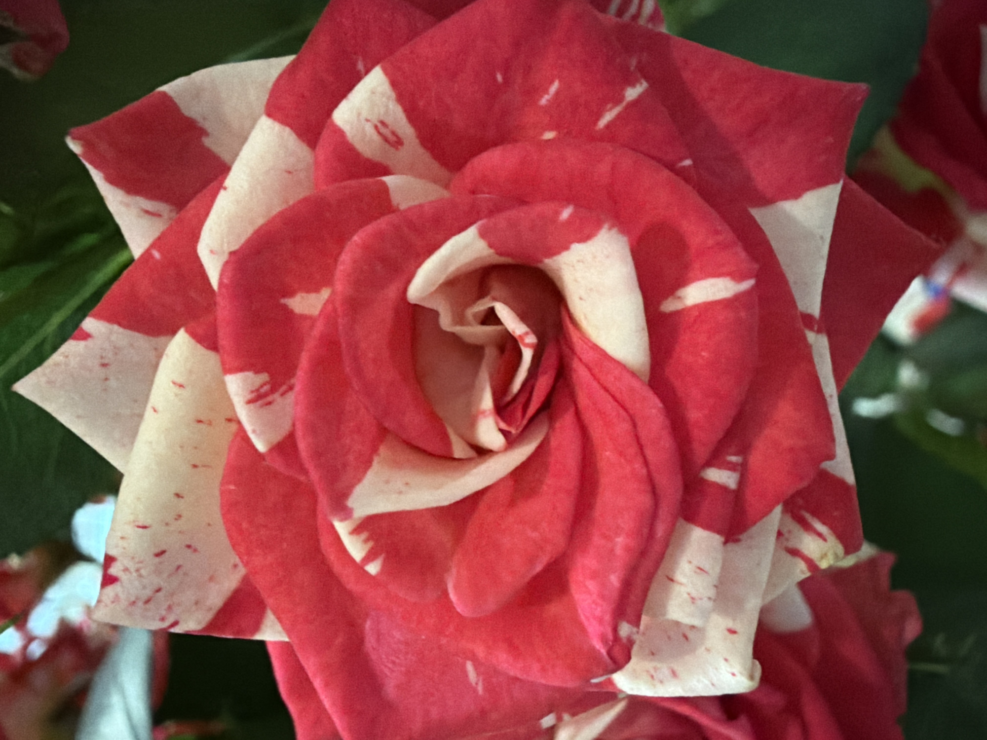 The image shows a close-up of a red and white striped rose. The rose petals are arranged in a spiral pattern, with the red petals having white streaks and the white petals having red speckles. The background is a dark green, suggesting foliage. There is no indication of the city of Chaikovsky, Russia, or any people or specific actions taking place. The focus is solely on the detail and texture of the rose.