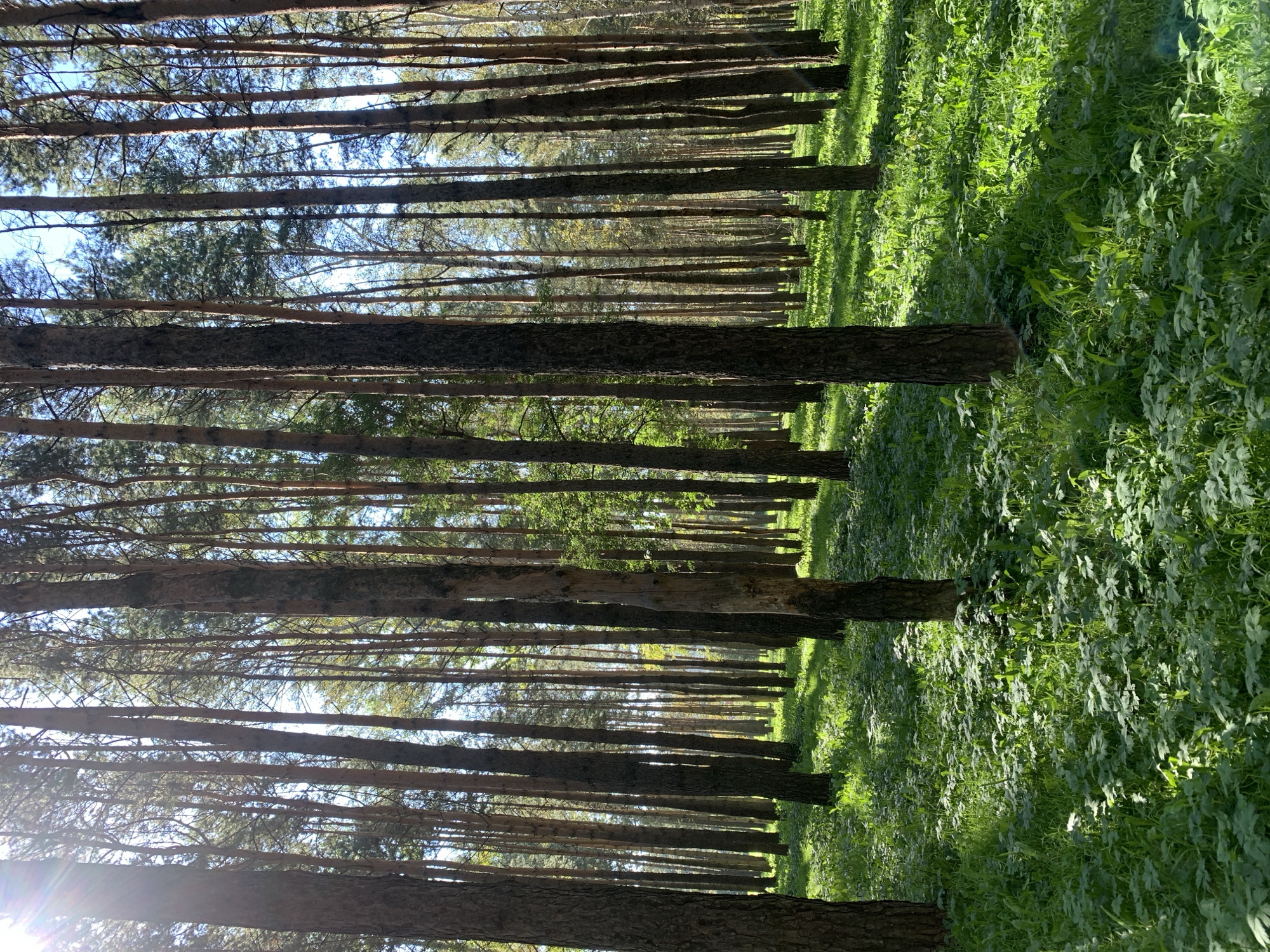 The image depicts a sun-dappled forest floor covered in lush green grass and low-lying plants. Tall, slender pine trees with rough, brown bark dominate the scene, their trunks creating a dense vertical pattern. Sunlight streams through the canopy, casting dappled shadows on the ground. The sky is visible in the upper portion of the image, appearing a pale blue. No people, animals, or man-made objects are present. The environment suggests a natural woodland setting. There is no information in the image to indicate the location is the city of Prokopyevsk, Russia.