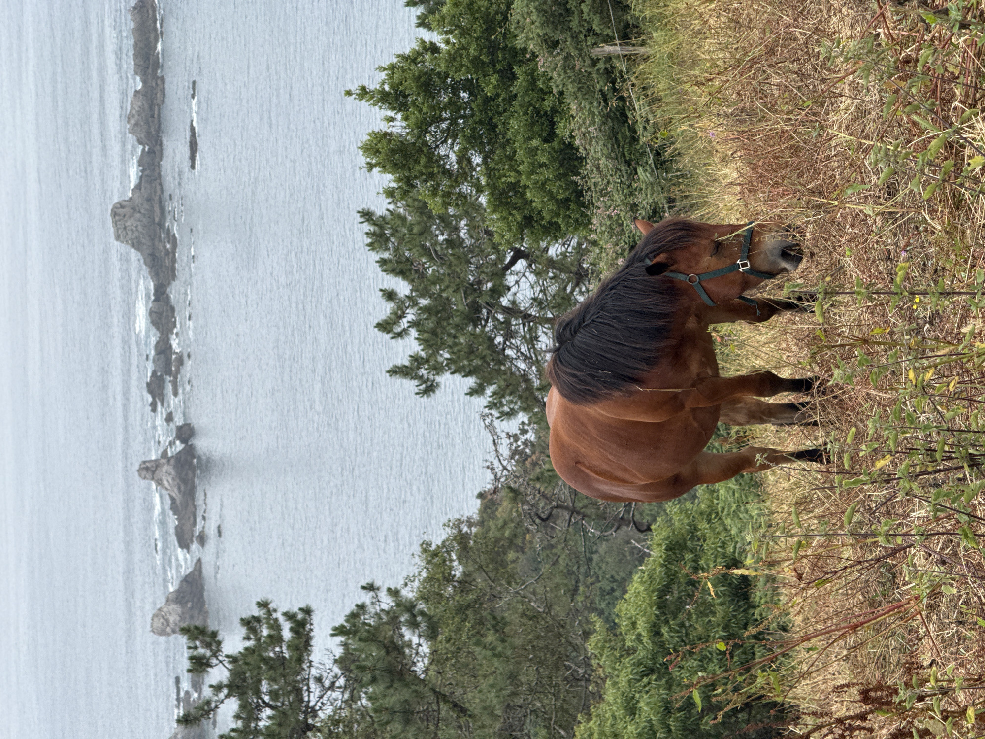 A brown horse is grazing on a grassy hillside overlooking a rocky coastline. The horse is wearing a green halter. The ocean stretches out to the horizon, with waves crashing against the rocks. The sky is overcast, suggesting a cool or possibly rainy day. Dense green trees are visible on the hillside, as well as dry, brown grasses. The image is oriented vertically, with the ocean on the left and the hillside on the right. The horse is positioned in the middle ground, facing away from the viewer and towards the vegetation. The scene appears to be in a natural, undeveloped area, consistent with a coastal landscape. There is no visible text in the image.