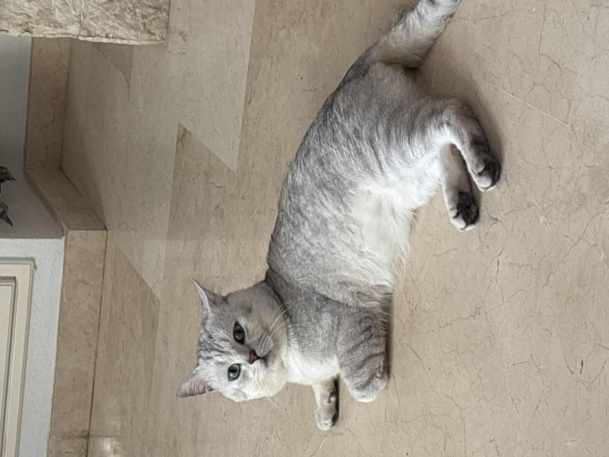 A silver-grey British Shorthair cat with bright blue eyes is lying on a beige, tiled floor. The cat is positioned in the center of the frame, facing left with its body stretched out. Its front paws are tucked beneath its chest, and its hind legs are extended. The floor appears to be indoors, with a baseboard and a wall visible in the background. The lighting suggests an indoor environment with natural light. No specific location in Orihuela, Spain can be determined from the visual information.