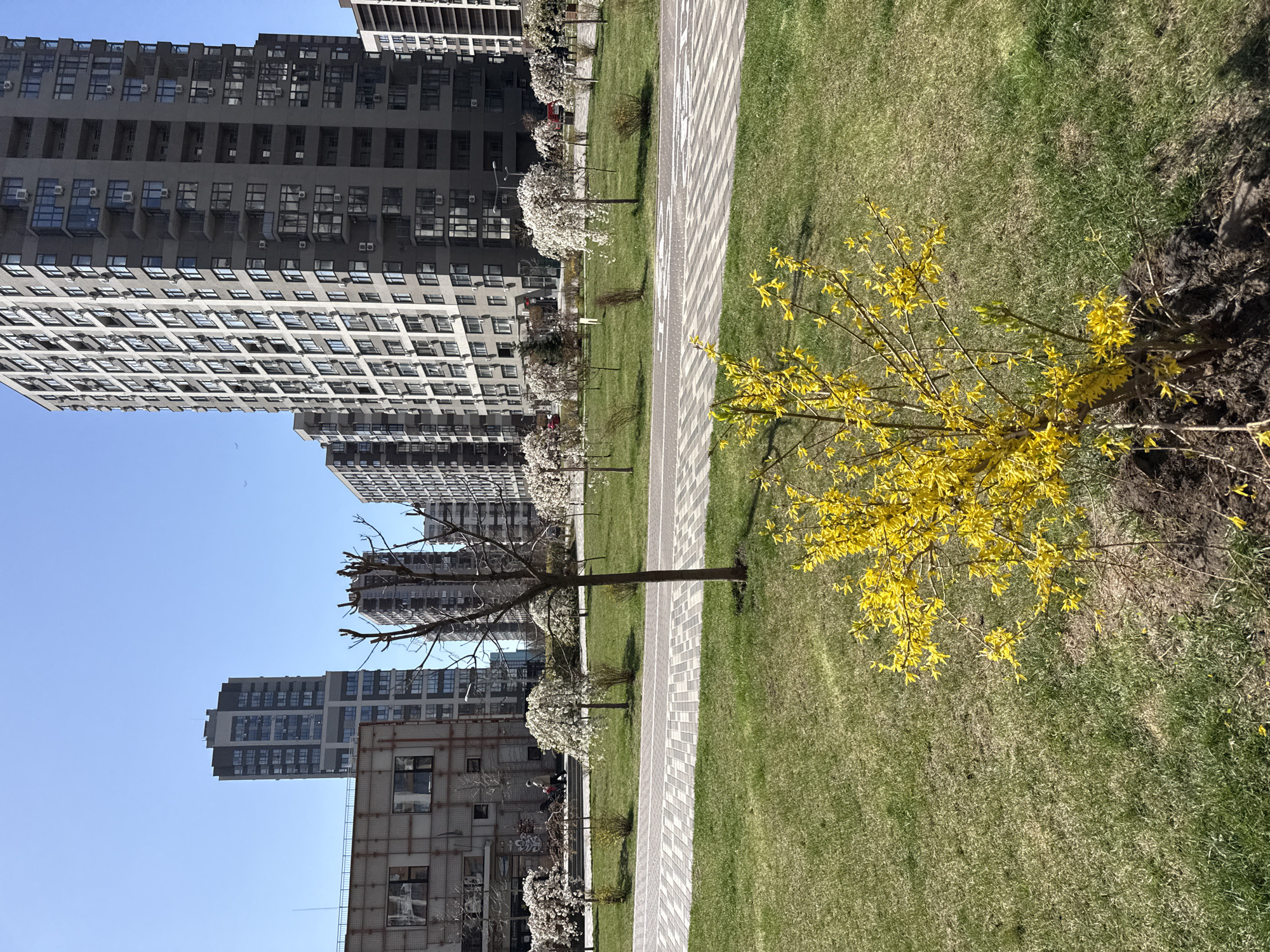 The image shows a park in the city of Kyiv, Ukraine. High-rise residential buildings line the left side of the frame, under a clear blue sky. A paved walkway runs along the length of the scene, separating the buildings from a green grassy area. Trees, some with white blossoms, are planted along the walkway. A forsythia bush with yellow flowers is prominent on the right side of the frame. The foreground is a mix of grass and exposed soil.