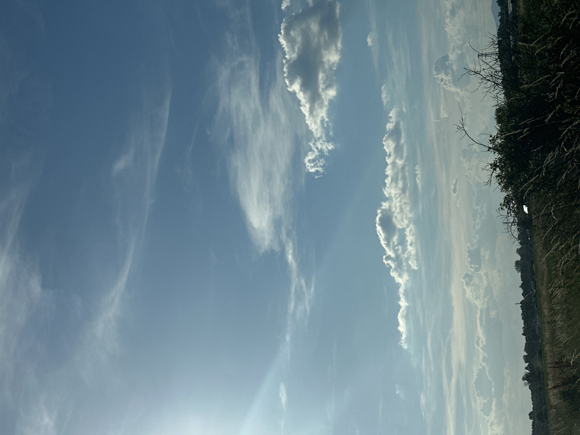 The image depicts a wide, open sky filled with various cloud formations over a rural landscape. The sky is a bright, clear blue with streaks of wispy cirrus clouds at higher altitudes and more substantial cumulus clouds lower down. A bright sunbeam is visible on the left side of the image, casting a lens flare. The horizon is lined with a low ridge of trees and vegetation, suggesting a natural or undeveloped area. In the foreground, tall, dry grass and the branches of a bush are prominent, indicating a field or meadow. A distant power line tower can be seen on the right side of the horizon. The scene appears to be set in the vicinity of Dolni Bogrov, Bulgaria, likely a rural outskirts or agricultural area, given the natural elements and absence of dense urban structures. There are no people or specific activities immediately apparent in the image.