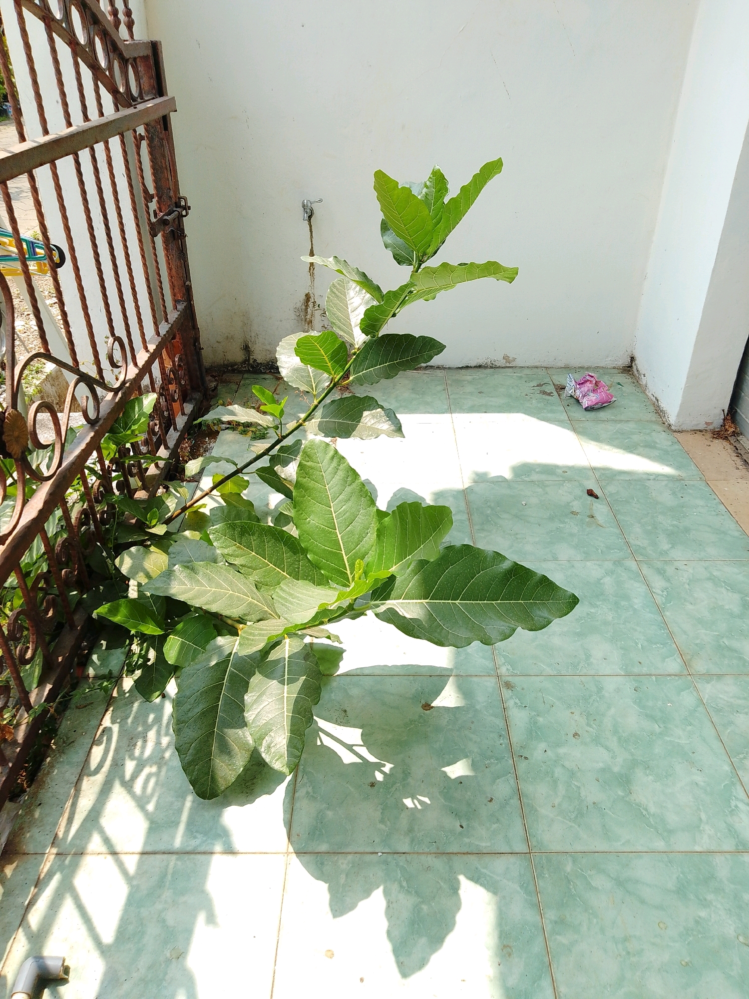 An outdoor scene, possibly in Cikal, Indonesia, shows a leafy green plant with large leaves and a thin stem leaning against a white wall and a rusty metal gate. The gate is ornate with spiral details and vertical bars, and appears to be slightly ajar. The ground is tiled with light green square tiles. Sunlight casts shadows of the gate and the plant onto the tiled floor and the wall. A small pink and silver packet lies on the floor near the wall. A metal pipe fitting is visible at the bottom left of the image. The wall shows some signs of dirt and staining near the base. The overall impression is of an exterior space that is likely part of a residential or commercial property.