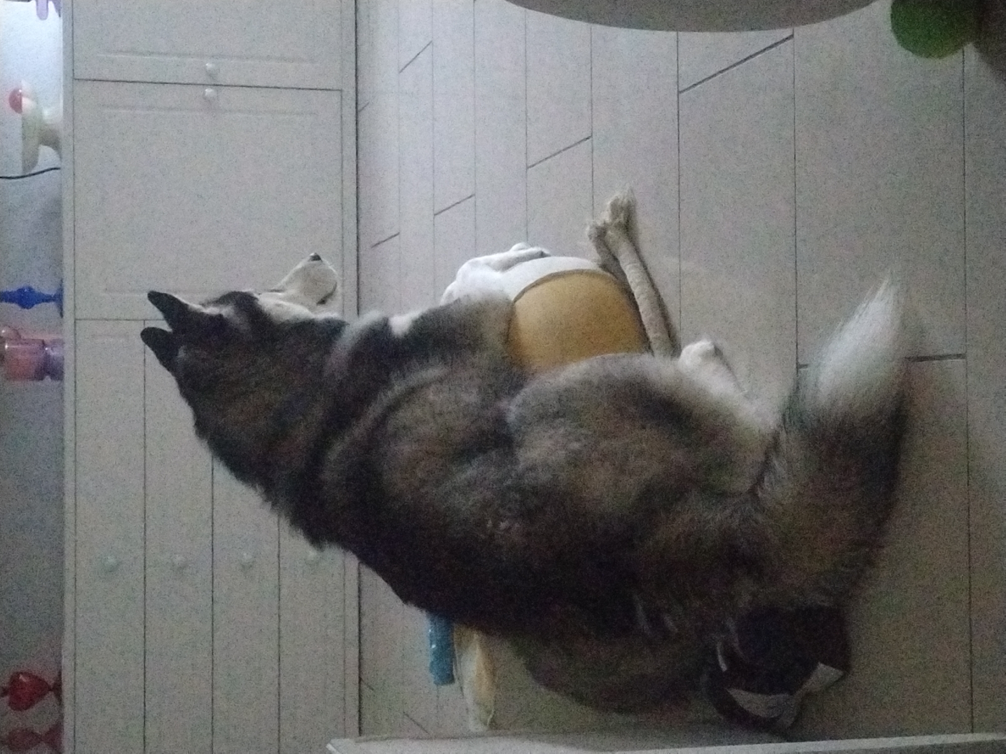 A medium-sized grey and white Alaskan Malamute breed dog is lying on its back in an indoor setting. The dog is positioned on what appears to be a light-colored dog bed. The background consists of a wall with vertical panels. In the lower left corner, a white cabinet with multiple drawers is visible. The location is not specified.