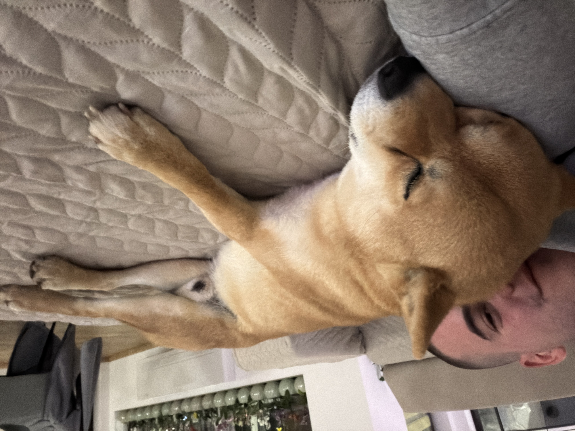 A medium shot shows a light-brown dog sleeping on a bed with a man. The dog's head rests on the man's shoulder and the dog stretches on the bed, its legs extended. The man has short dark hair and dark eyebrows. The background shows a room with white cabinets. The location of the image is purportedly Priseltsi, Bulgaria, but there is no clear evidence within the image to corroborate this.