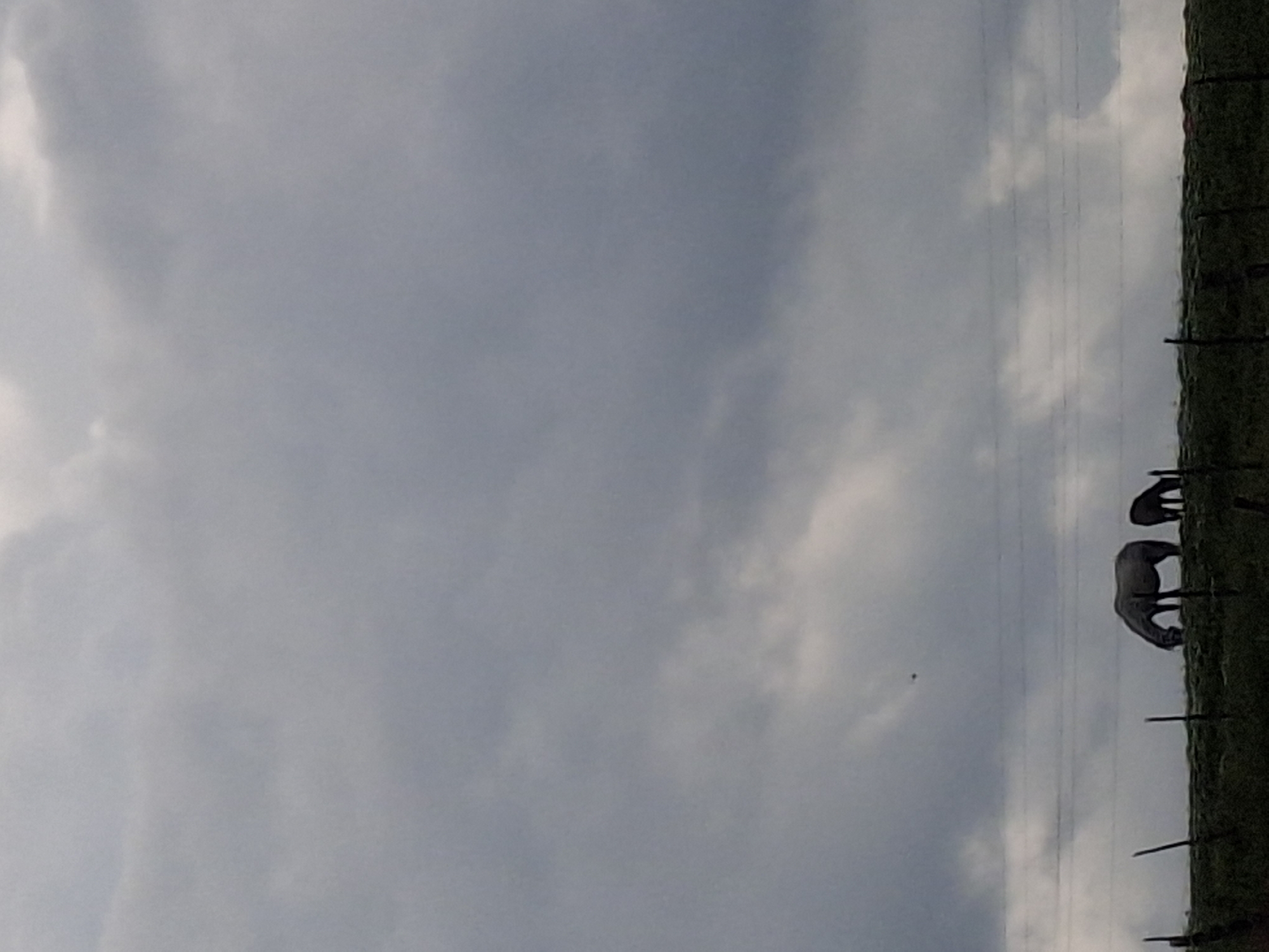 The scene depicts two horses grazing in a field under an overcast sky. A barbed wire fence separates the field. Power lines stretch across the sky. While the location is stated as Krumovgrad, Bulgaria, there is no contextual information within the image to independently verify this.