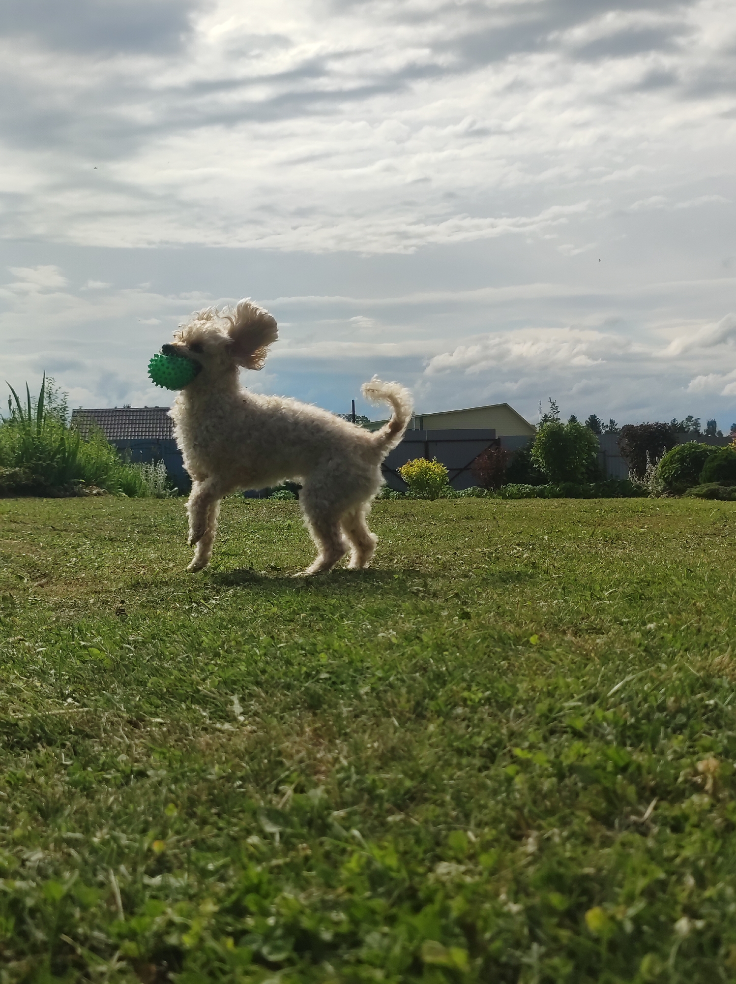 A fluffy, light-colored poodle, possibly a toy poodle, is captured mid-stride in a grassy yard, holding a bright green, textured ball in its mouth. The dog's fur is curly and slightly windswept, and its ears are perked up, giving it an alert and playful expression. Its tail is curled over its back.
The setting is a suburban backyard in **Foki, Russia**, with a well-maintained lawn. In the background, there's a fence, various green bushes, and trees, with a glimpse of a house and what appears to be a tiled roof. The sky is dramatic, filled with heavy, white and gray clouds, suggesting either a partly cloudy day or a storm might be approaching. The sunlight is visible, indicating it's likely daytime, possibly late afternoon due to the warm lighting.
The dog is the sole subject of the image, and the activity is clearly a moment of play, perhaps retrieving the ball. The overall mood is one of outdoor fun and canine energy. There is no visible text in the image.