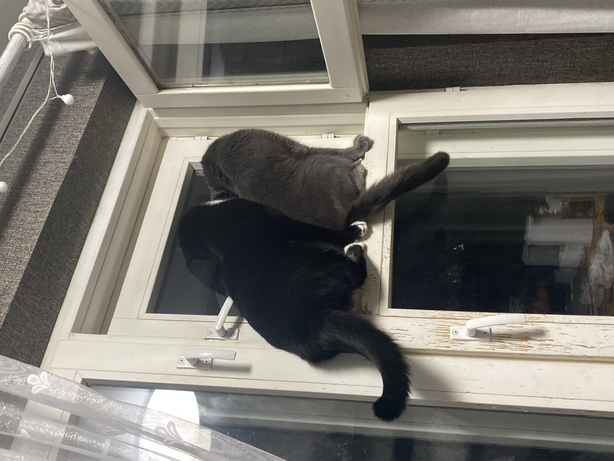 Two cats are perched on the ledge of an open window. The cat on the left is black with white paws and is facing away from the camera, towards the other cat. The cat on the right is dark grey and is also facing away from the camera, interacting with the black cat. The window frame is white and appears weathered. In the background, sheer white curtains are visible on the left, and a textured grey blind is on the right. Small, white string lights are draped across the top of the window. The scene is indoors, and the overall impression is that of a domestic setting. The location of Chaikovsky, Russia is not discernible from the image itself.