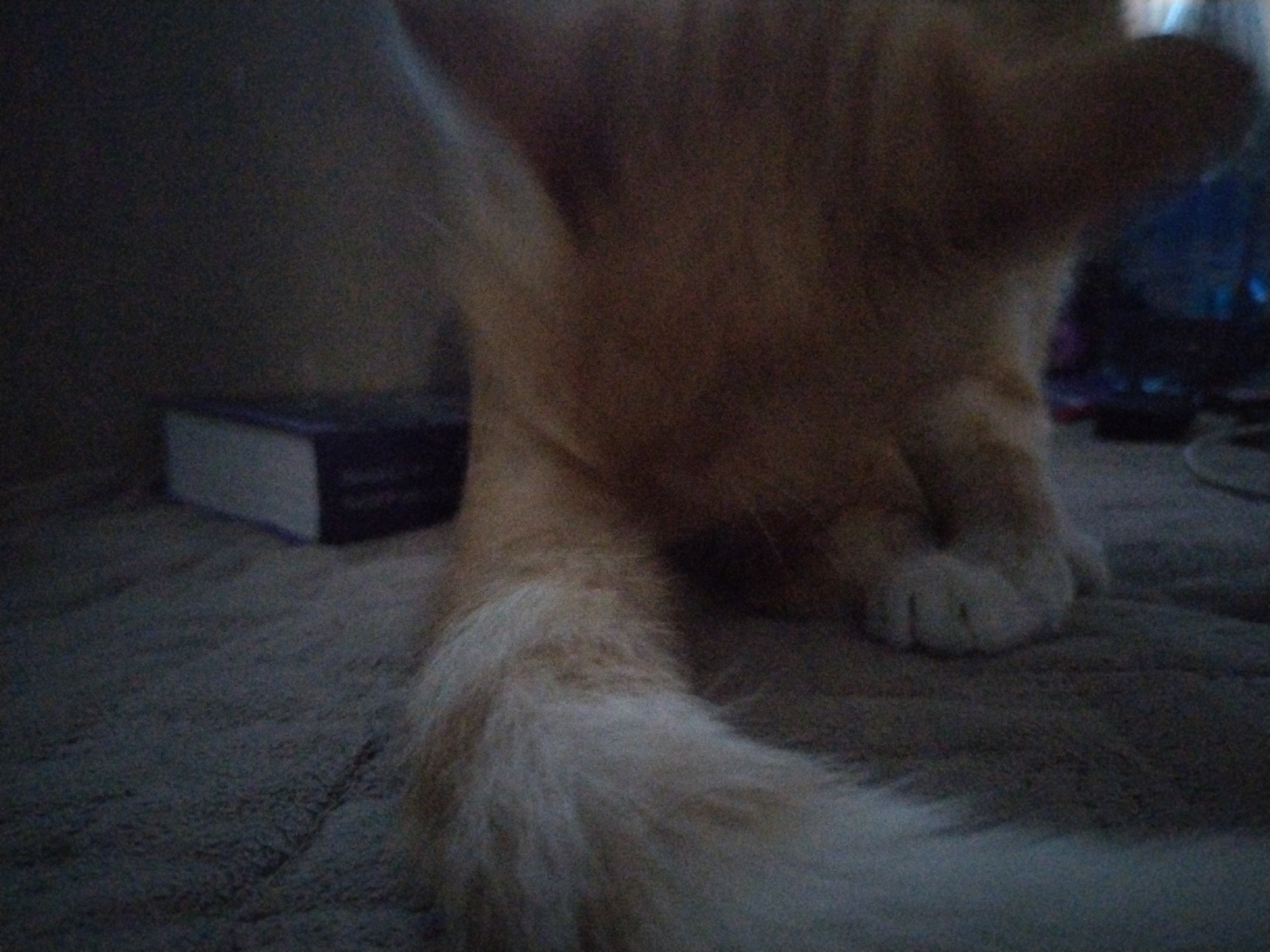 This media file captures a close-up, low-angle view of a ginger cat resting on a textured surface, likely a blanket or rug. The lighting is dim, suggesting an indoor setting, possibly at night or in a dimly lit room. The cat's body is the primary subject, with its hindquarters and tail prominently featured. The tail is long and fluffy, blending into the background. One of the cat's paws is visible, showing its soft pads.
In the background, a small, rectangular object, likely a book, is partially visible to the left of the cat. It appears to be dark blue or purple with a white edge. Further in the background, out of focus, there are hints of other objects, including what might be electronic devices with some blue lights, suggesting a living space.
The image lacks specific cues about the time of day or weather conditions, as it's an indoor shot. The overall mood is calm and relaxed, conveyed by the cat's resting posture. There is no visible text in the image. The location context provided is Chita, Russia, but there are no explicit visual indicators within the image to confirm this specific location.