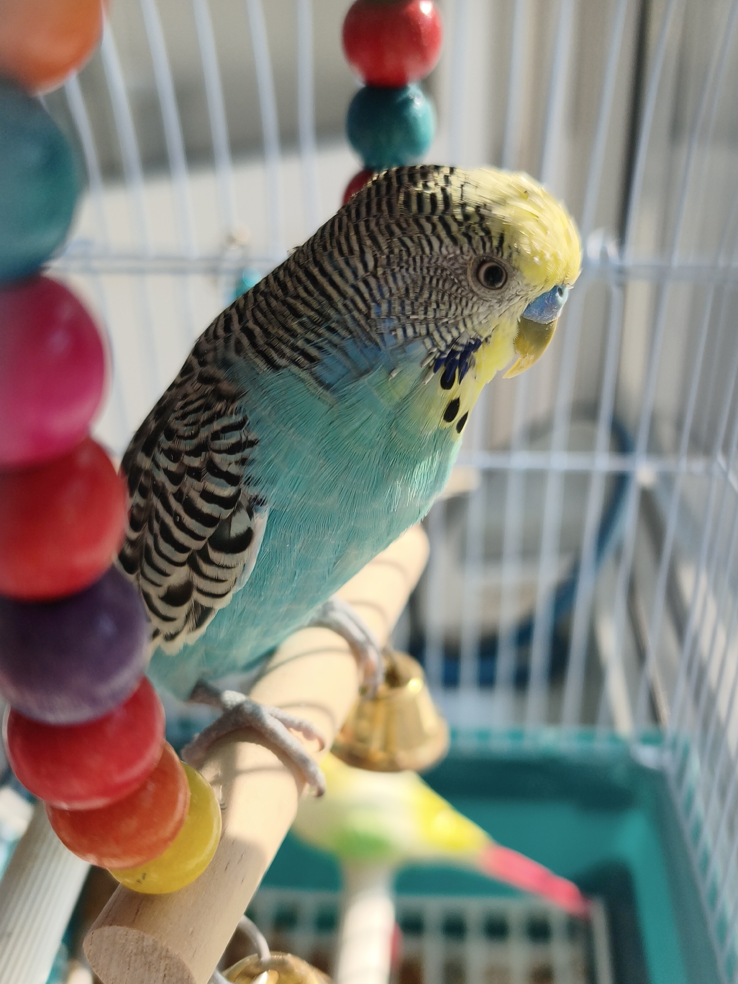 A close-up shot shows a budgerigar perched on a wooden dowel inside a birdcage. The bird has yellow and black-striped feathers on its head and back, with turquoise plumage on its chest and wings. Its beak is light blue, and its eye is dark and round. The bird is positioned on the right side of the frame, facing to the right and slightly upwards.
In the foreground, a string of colorful wooden beads hangs vertically on the left side of the image. The beads are circular and vary in color, including orange, red, pink, purple, and yellow. A small brass bell is attached to the dowel below the bird.
The background consists of the white bars of the birdcage, which are blurred and out of focus. A turquoise plastic tray is visible at the bottom of the cage. A blurry toy with pink and yellow accents can be seen in the lower right portion of the image. The lighting suggests natural light, possibly from a window, creating shadows and highlights on the bird and its surroundings.
There is no information in the image to determine its location in the city of Chaikovsky, Russia.