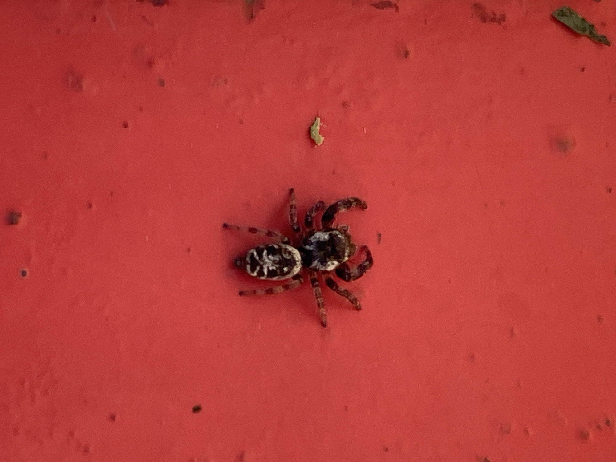 A jumping spider is centered on a red, textured surface. To the right of the spider is a piece of dark green plant matter, and above it, a small, curled, light green piece of plant matter. The location is Unknown, Unknown.