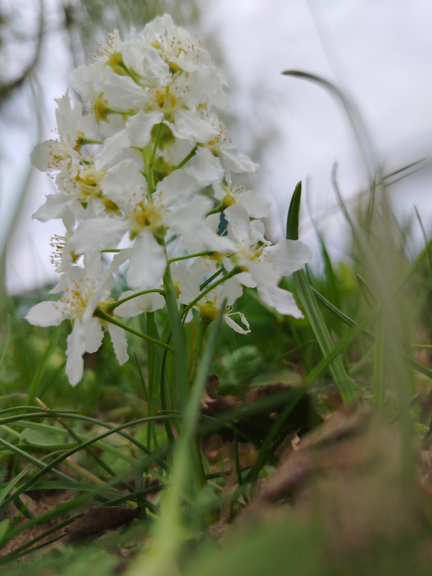 The image depicts a cluster of white flowers with yellow centers, possibly bird cherry blossoms, growing in a patch of green grass. The camera angle is low, suggesting the flowers are near ground level. The background is blurry, indicating shallow depth of field. The sky is overcast. The location is unknown.